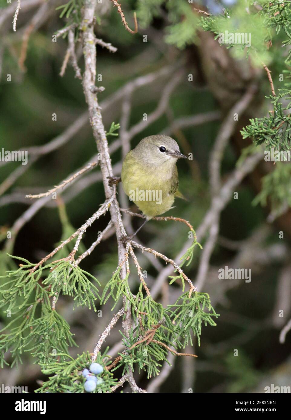 Arancio-coronato Warbler 7 ottobre 2017 Minnehaha County, South Dakota Foto Stock