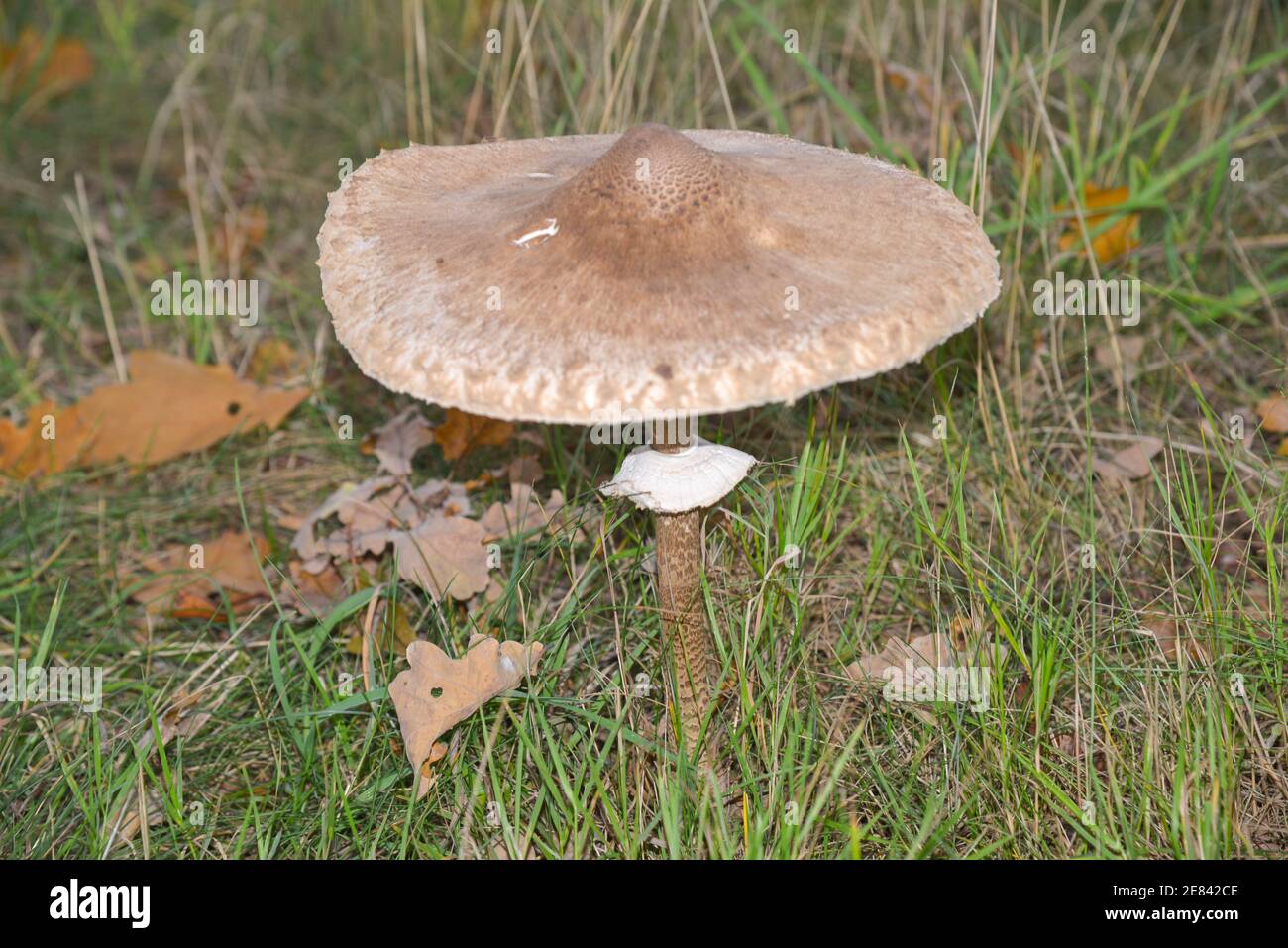 fungo di basidiomicete o fungo di parasolo Foto Stock