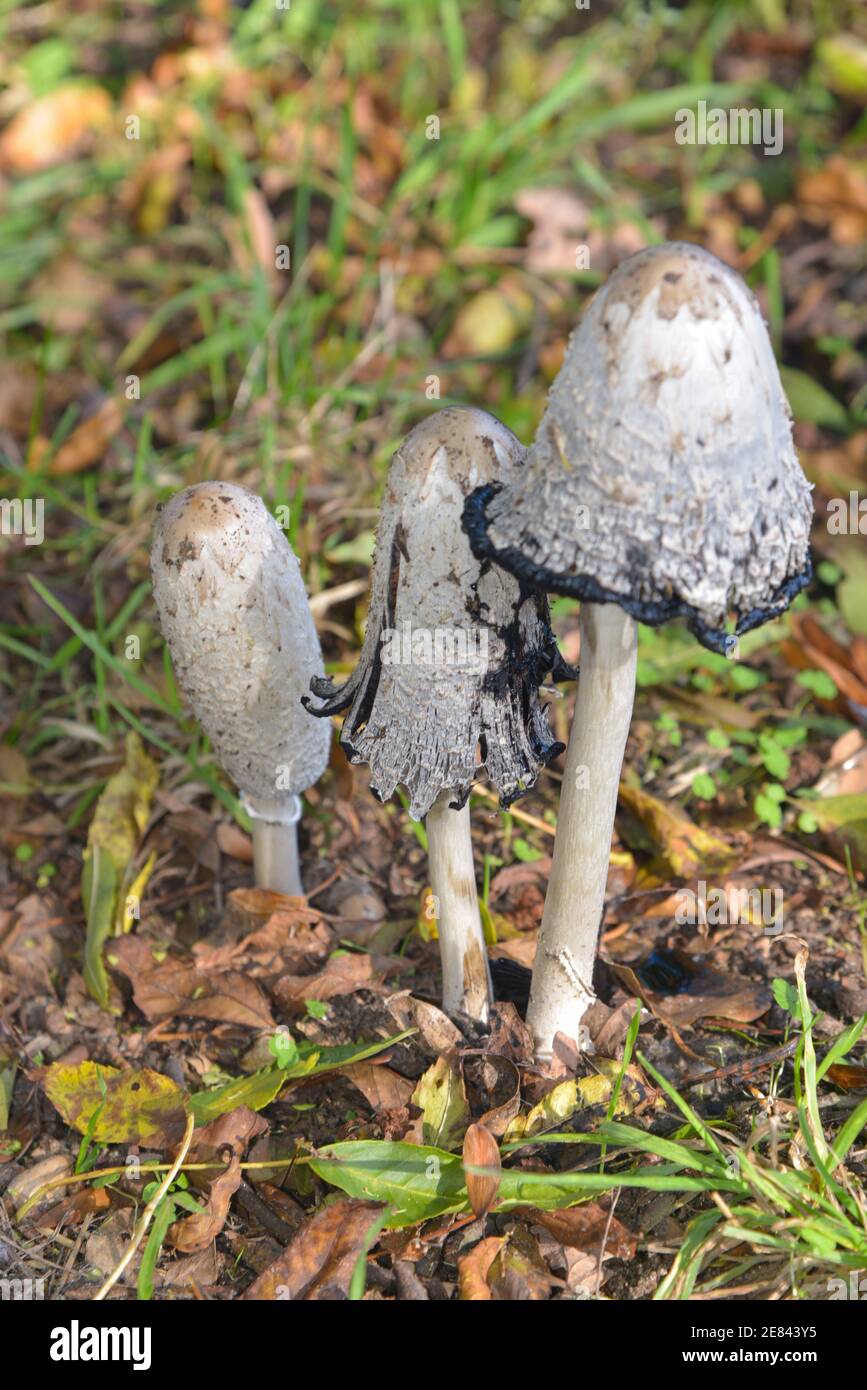 coprinus comatus o fungo dell'inchiostro Foto Stock