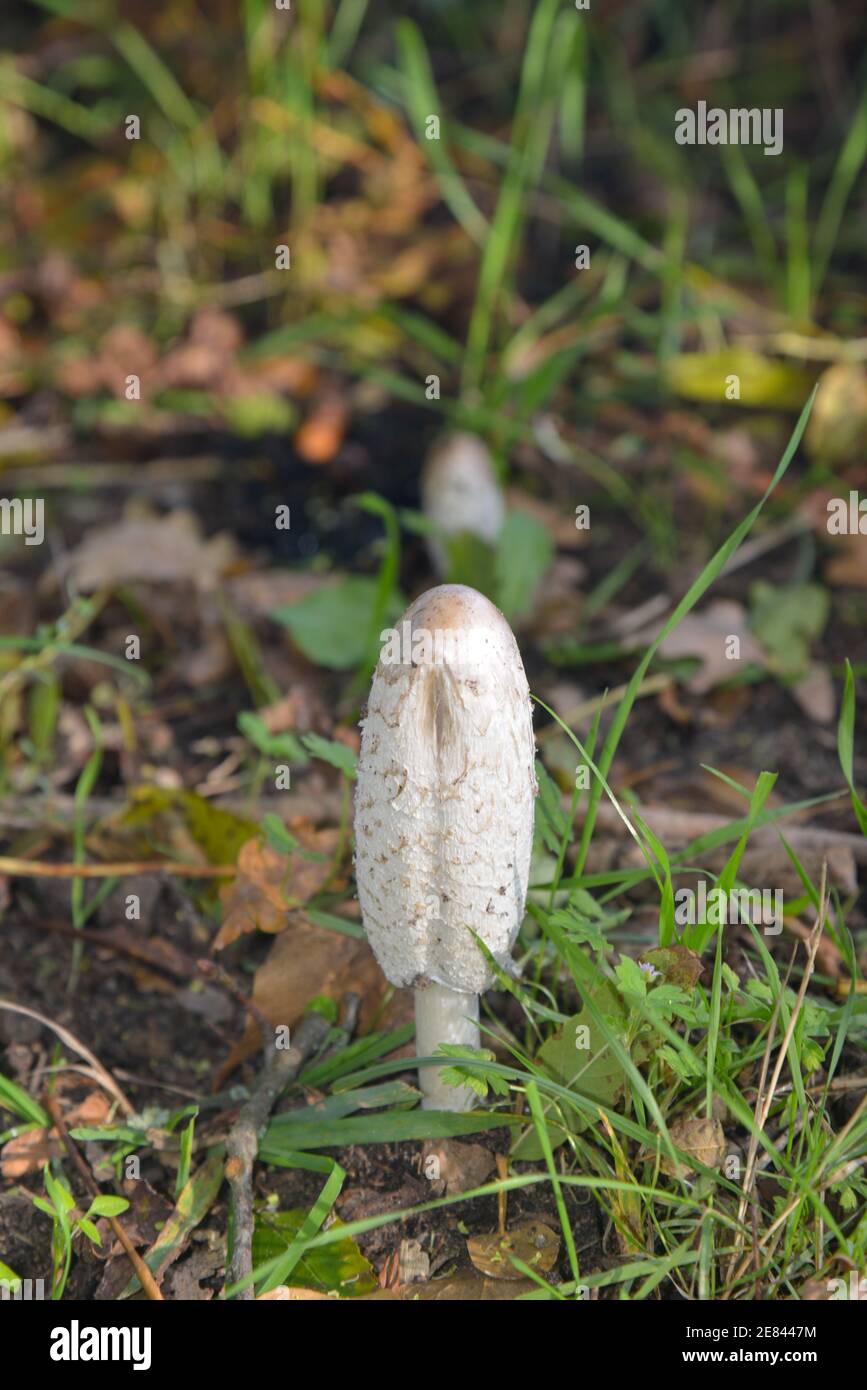 coprinus comatus o fungo dell'inchiostro Foto Stock