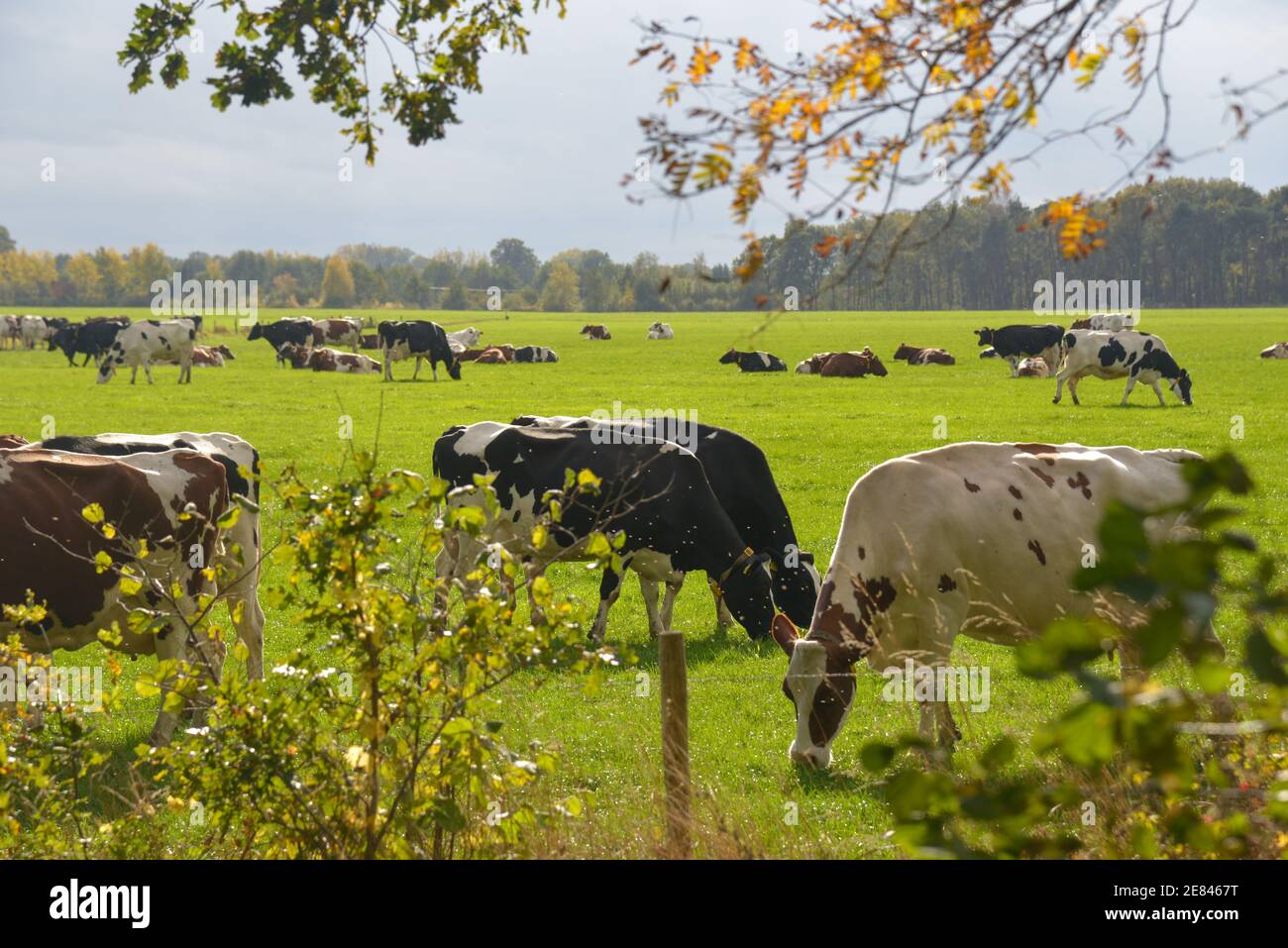 balch e vacche bianche in campo a Gelderland, Olanda Foto Stock