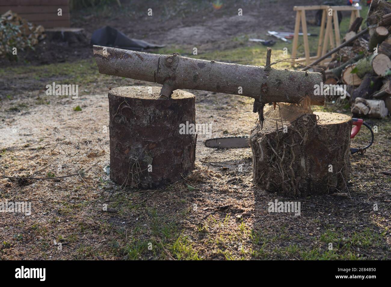 Tronchi di legno pronto per essere tagliato con motosega Foto Stock