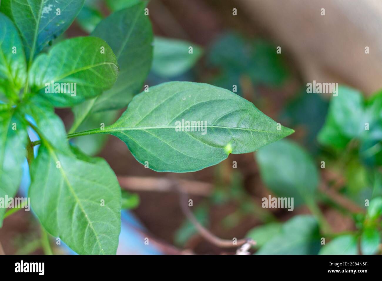 il peperoncino verde lascia prendere dalla cima Foto Stock