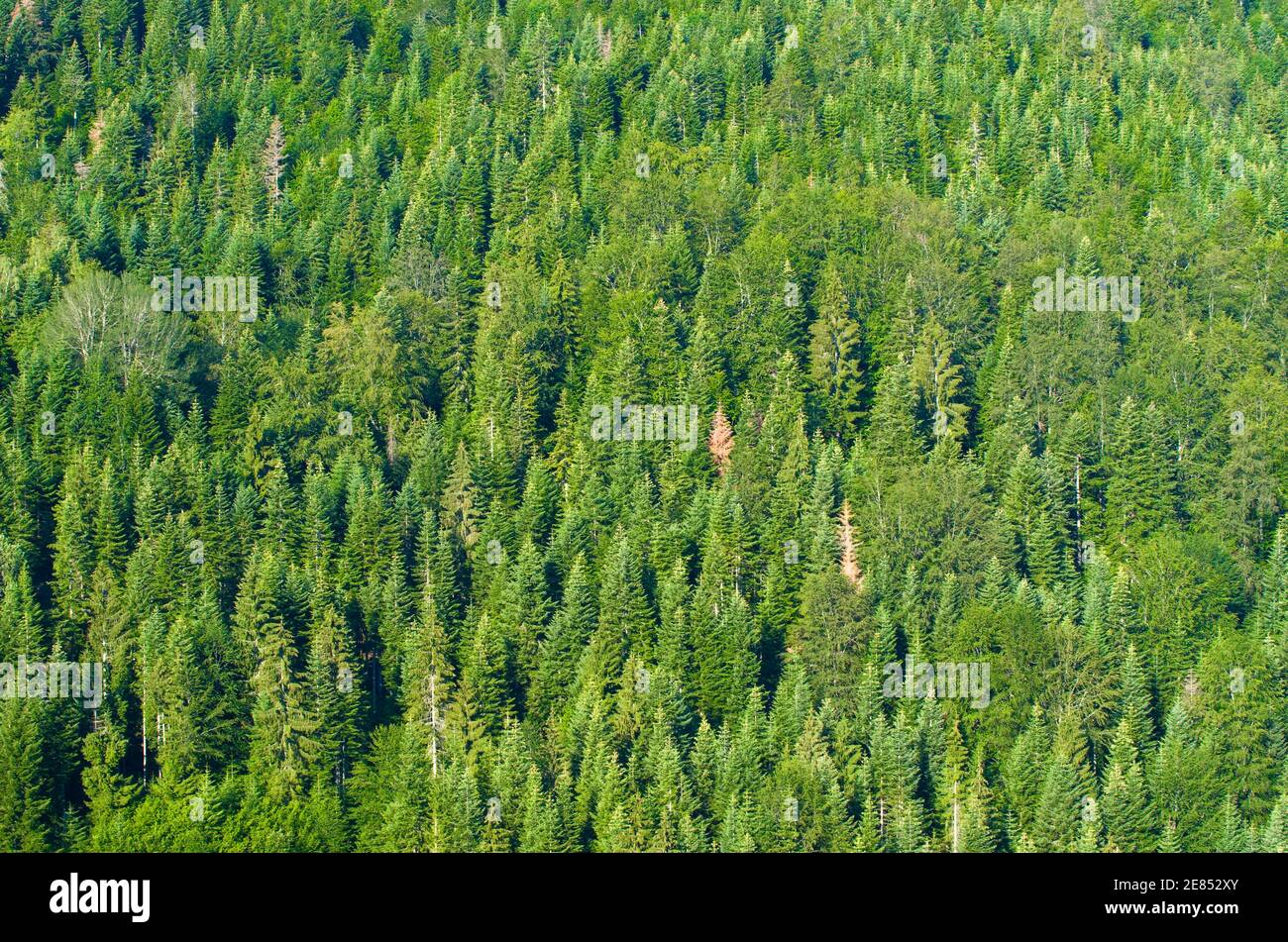 Abete legno Zlatar montagna, Serbia Foto Stock