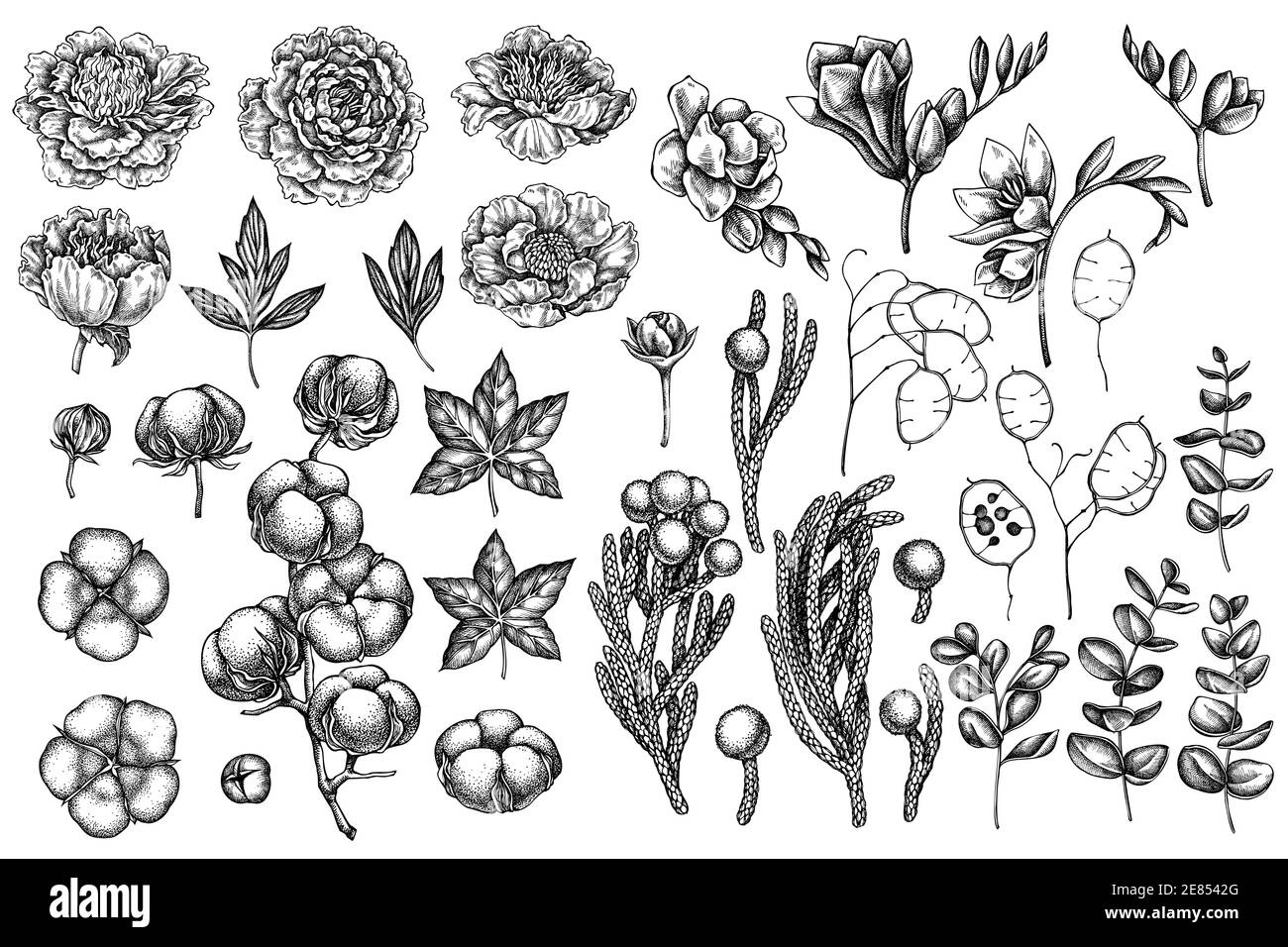 Vector Set di fichus bianchi e neri, eucalipto, peonia, cotone, freesia, brunia Illustrazione Vettoriale