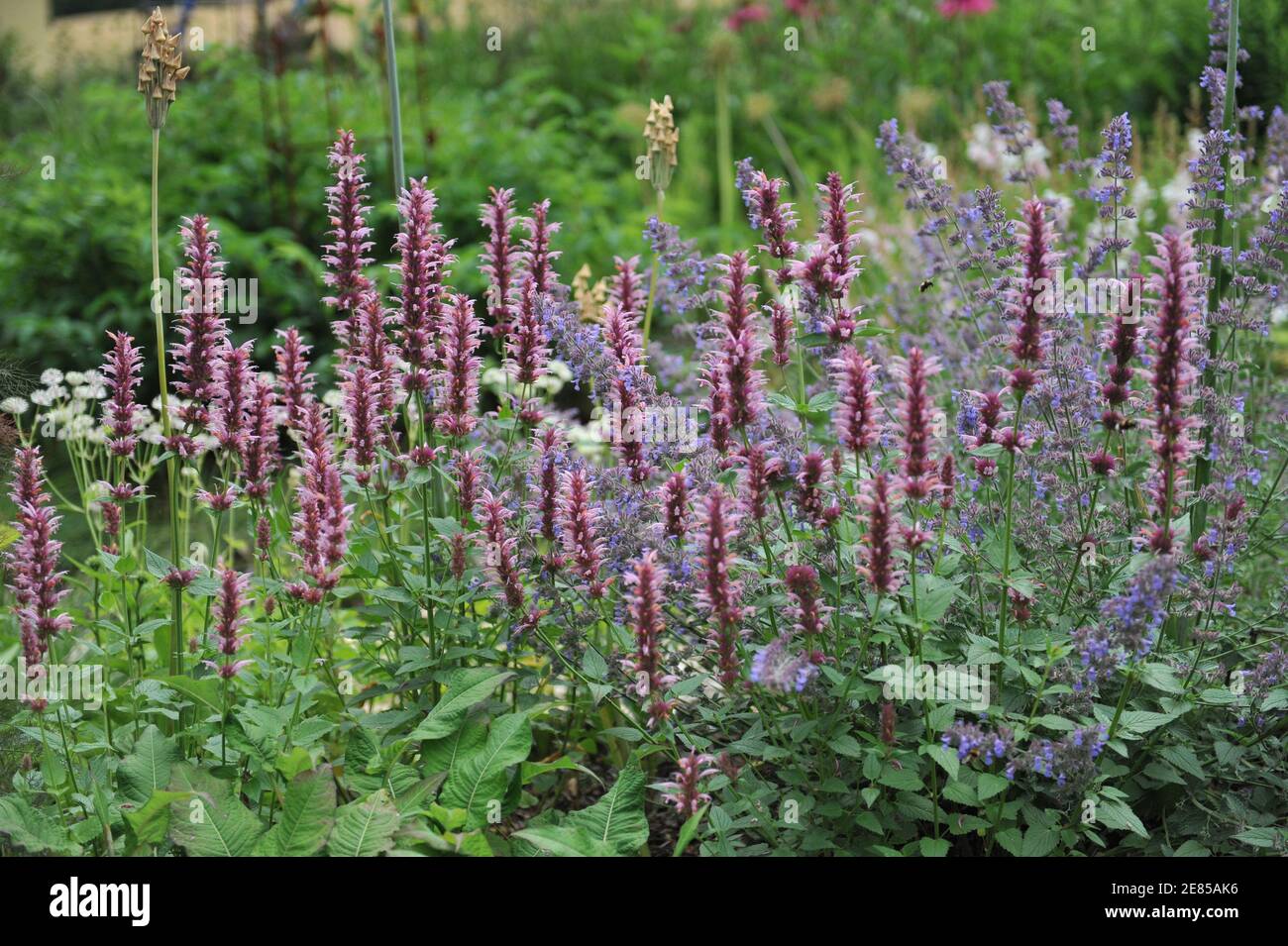 Ossop gigante messicano (Agastache mexicana) Red Fortune, Nectaroscordum siculum e Nepeta faassenii sei colline Giant fiorire in un giardino nel mese di giugno Foto Stock