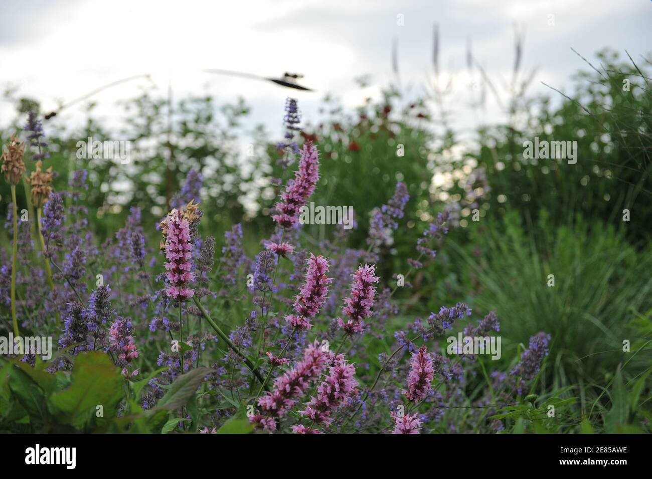 Ossop gigante messicano (Agastache mexicana) Red Fortune, Nectaroscordum siculum e Nepeta faassenii sei colline Giant fiorire in un giardino nel mese di giugno Foto Stock