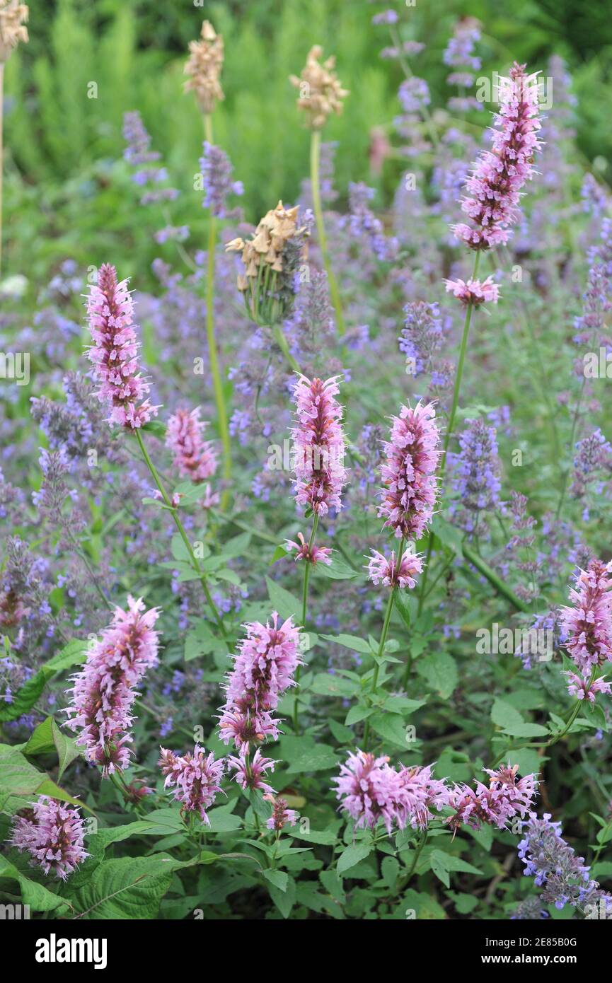 Ossop gigante messicano (Agastache mexicana) Red Fortune, Nectaroscordum siculum e Nepeta faassenii sei colline Giant fiorire in un giardino nel mese di giugno Foto Stock