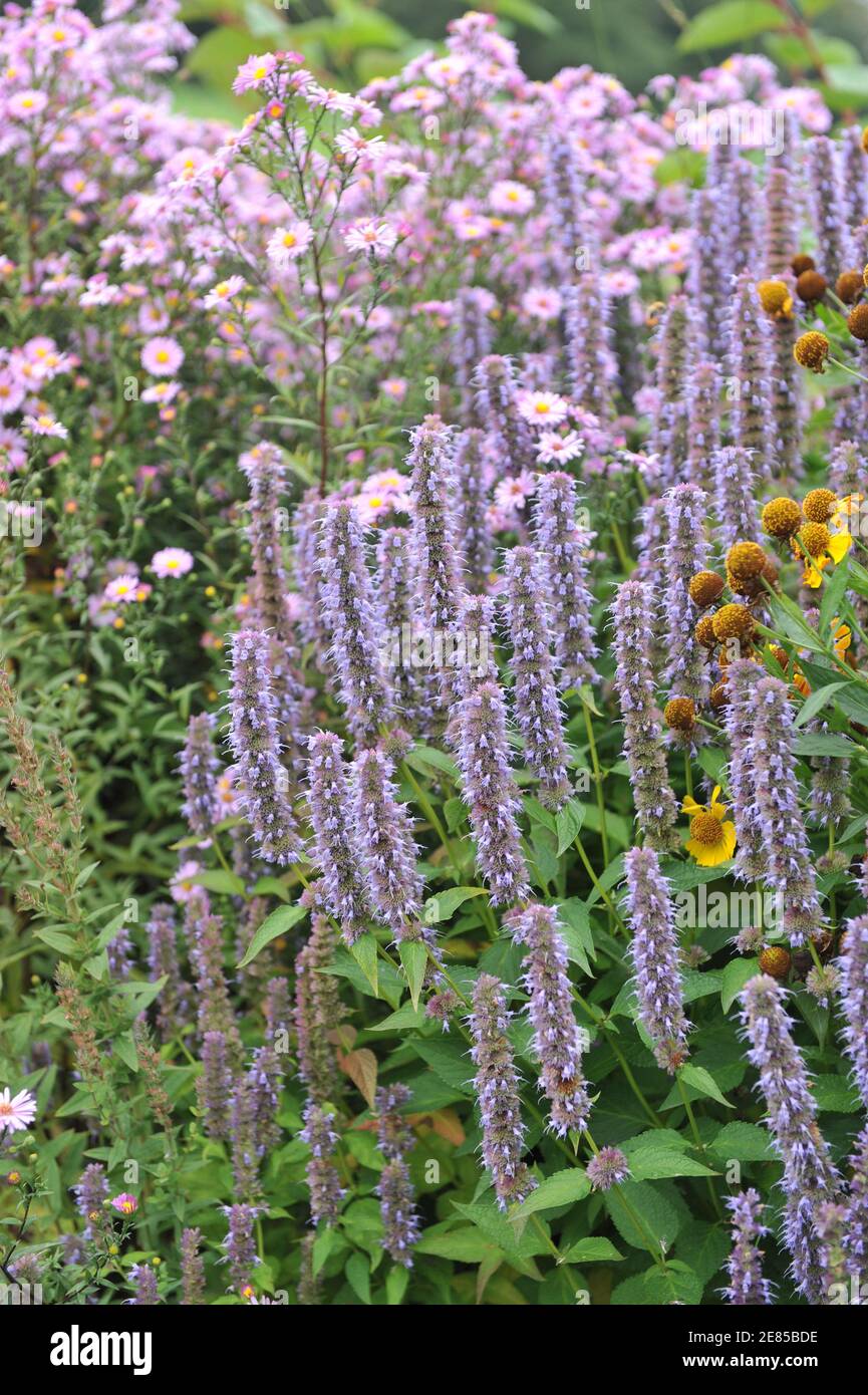 Blu-violetto gigante issopo (Agastache) Blue Fortune fiorisce in un giardino Nel mese di agosto Foto Stock