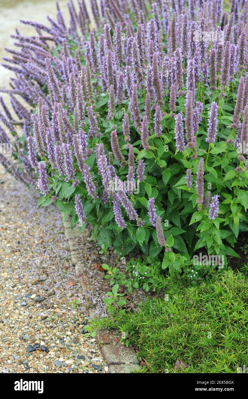 Blu-violetto gigante issopo (Agastache) Blue Fortune fiorisce in un giardino Nel mese di agosto Foto Stock