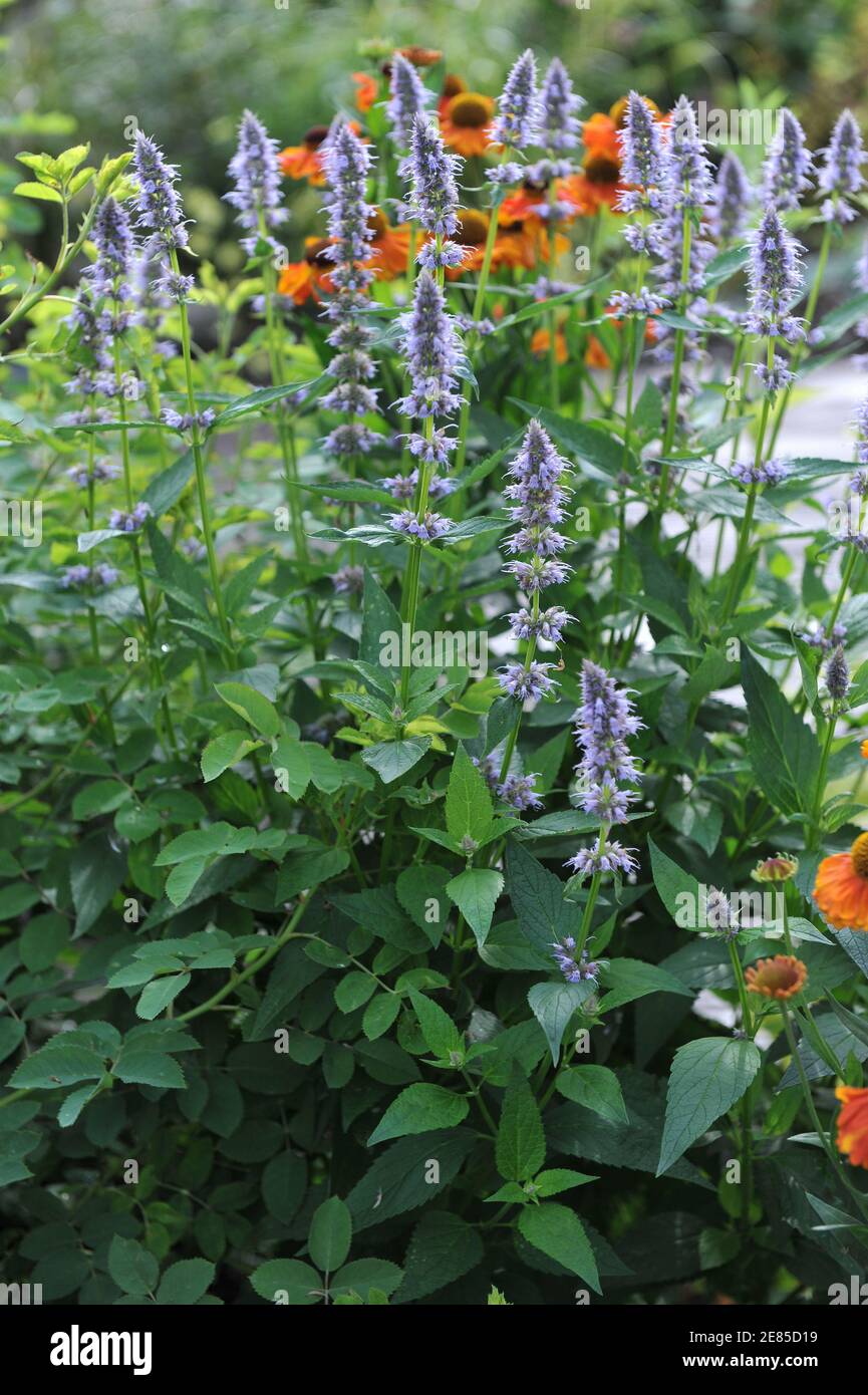 Issopo gigante blu-violetto (Agastache) Blue Fortune e Sneezeweed (Helenium) Mardi Fioritura di erba in un giardino nel mese di luglio Foto Stock