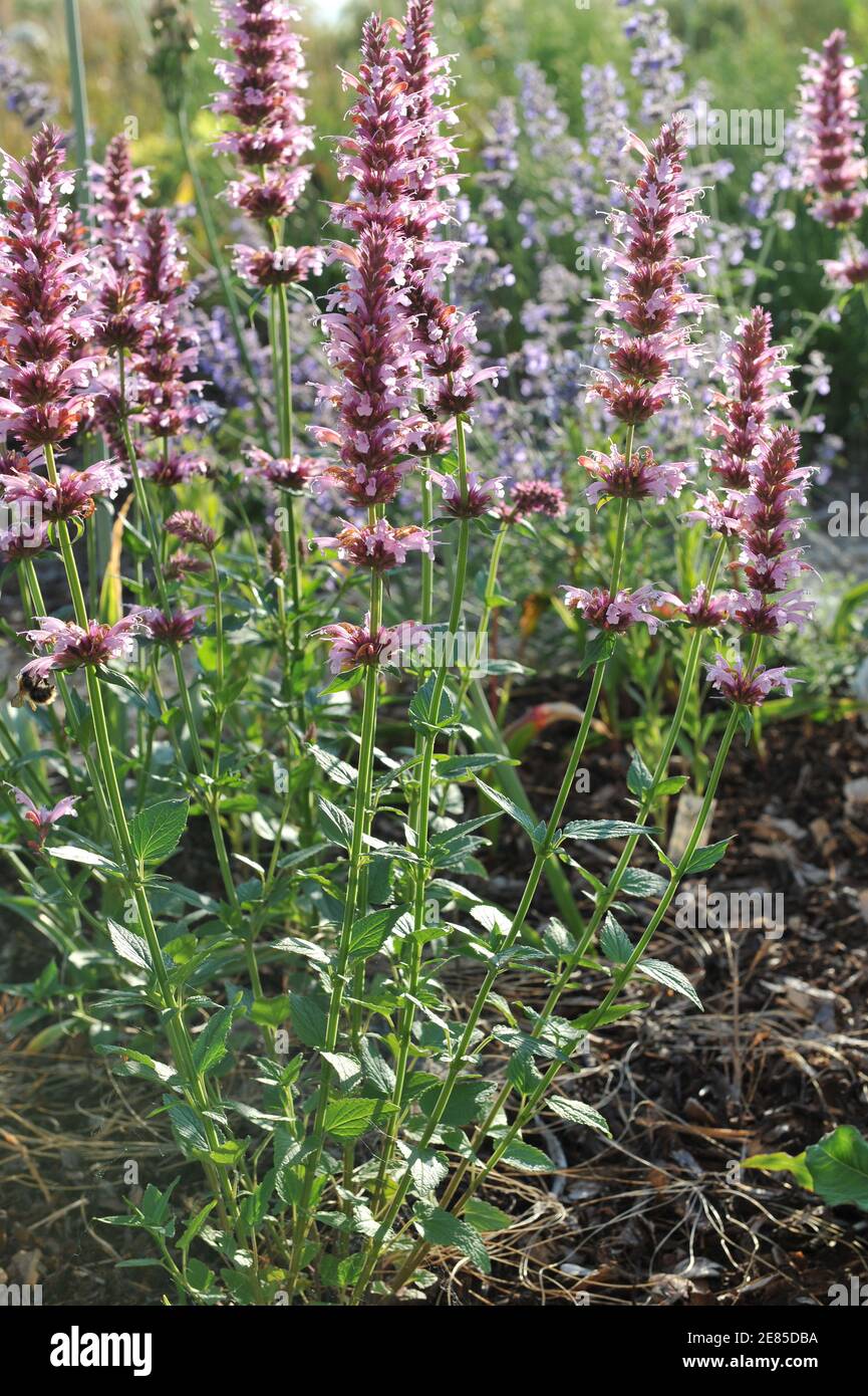 Issopo gigante messicano (Agastache mexicana) Red Fortune fiorisce in un giardino nel mese di giugno Foto Stock