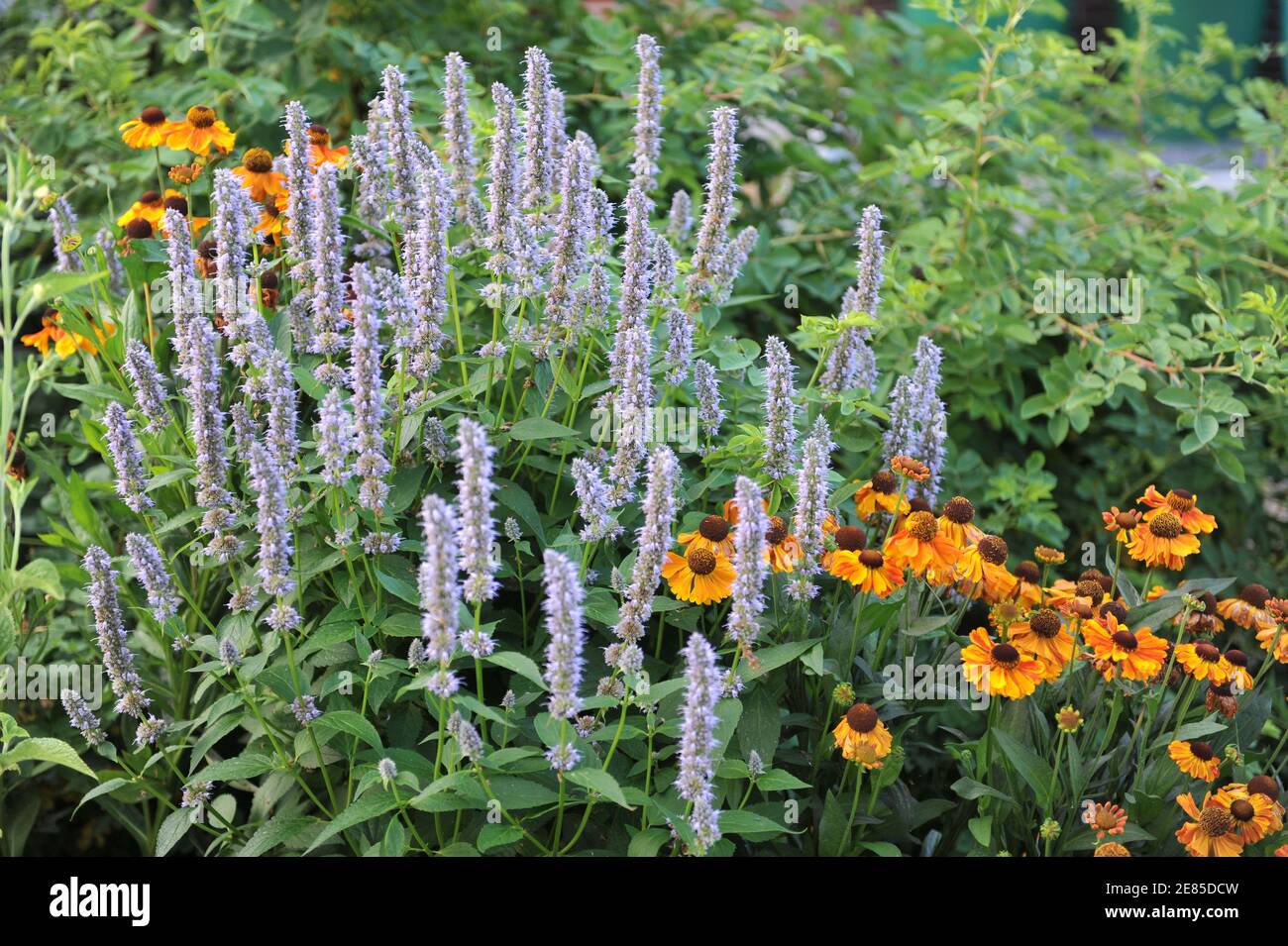 Issopo gigante blu-violetto (Agastache) Blue Fortune e Sneezeweed (Helenium) Mardi Fioritura di erba in un giardino nel mese di agosto Foto Stock