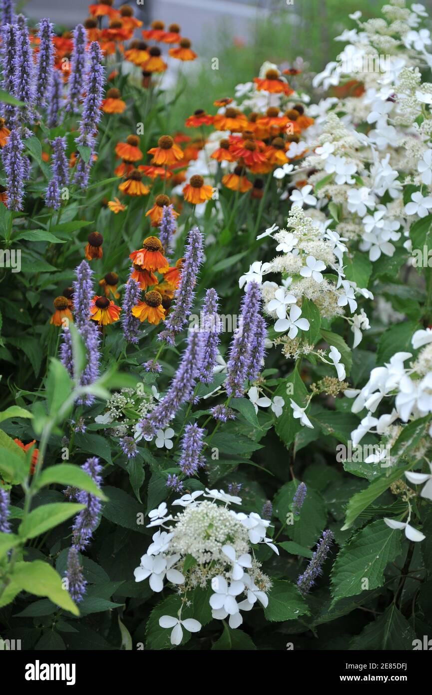 Blue Fortune, Hydrangea paniculata Butterfly e Sneezeweed (Helenium) Mardi Grass fioriscono in un giardino nel mese di luglio Foto Stock