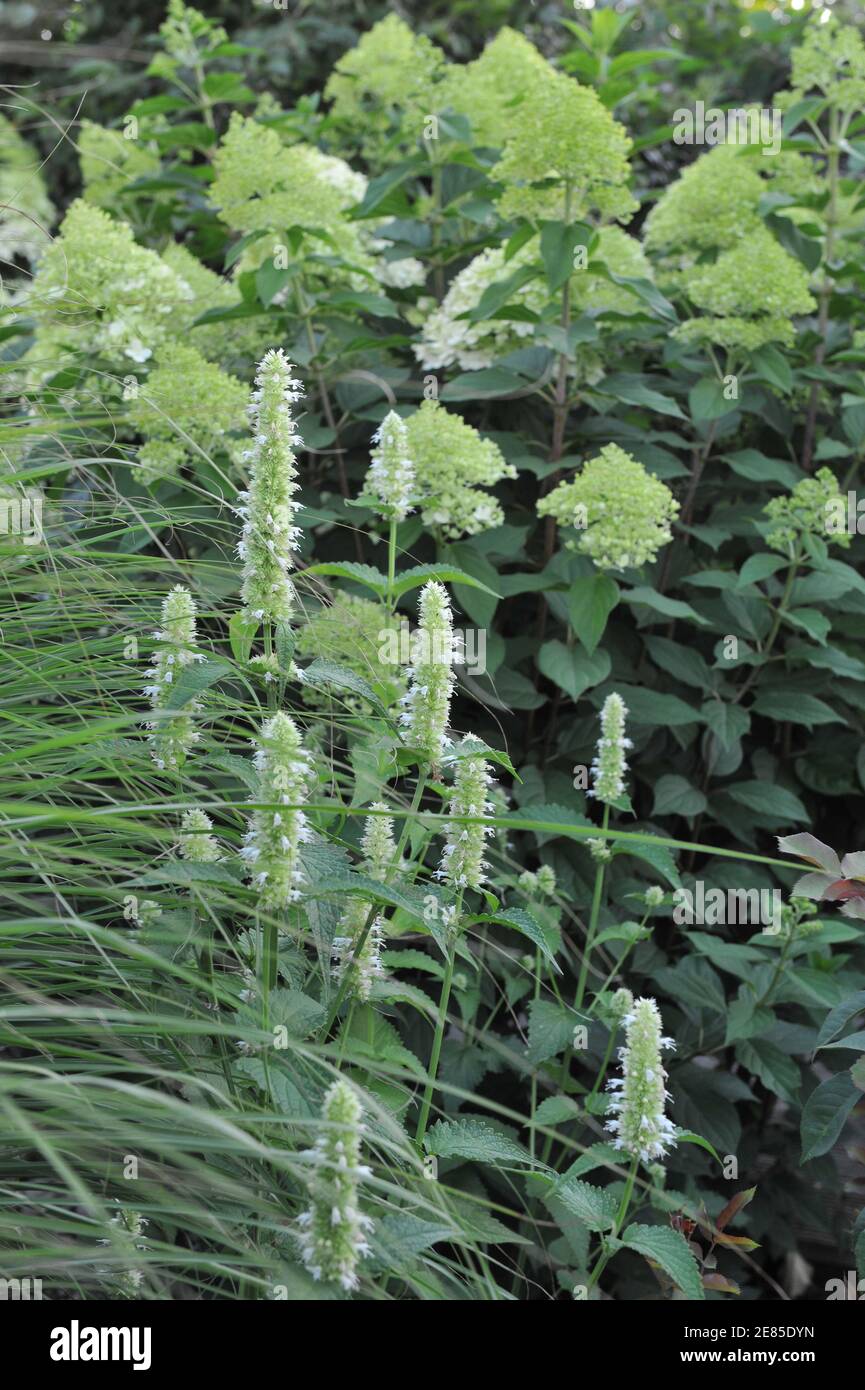 Menta coreana bianca e verde (Agastache rugosa) Fioriture di alabastro in un giardino nel mese di agosto con sfondo di Fioritura Hydrangea paniculata limelight Foto Stock