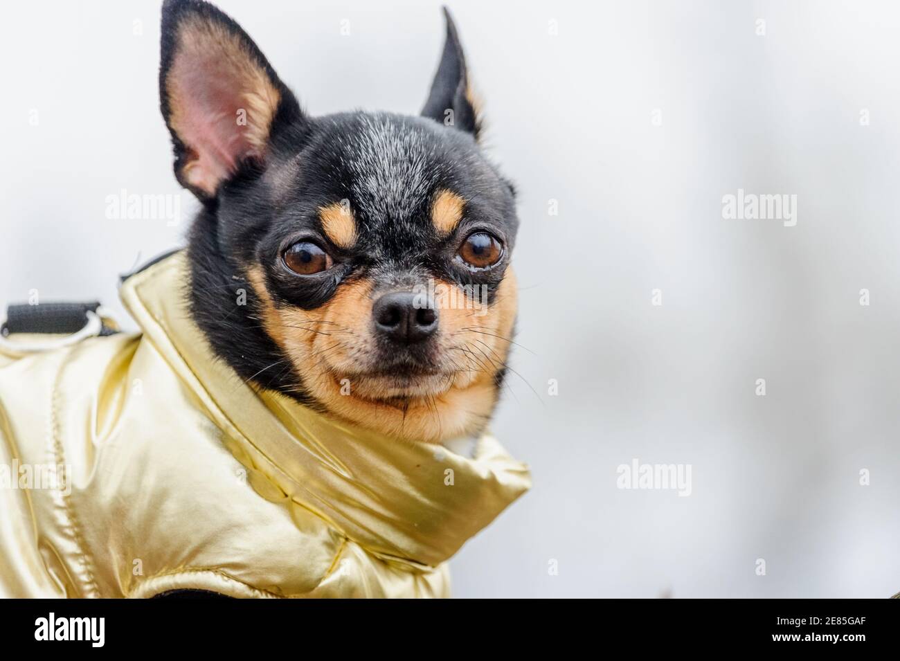 Vestiti Chihuahua. Cane pedigree chihuahua all'aperto. Tempo piovoso Foto  stock - Alamy