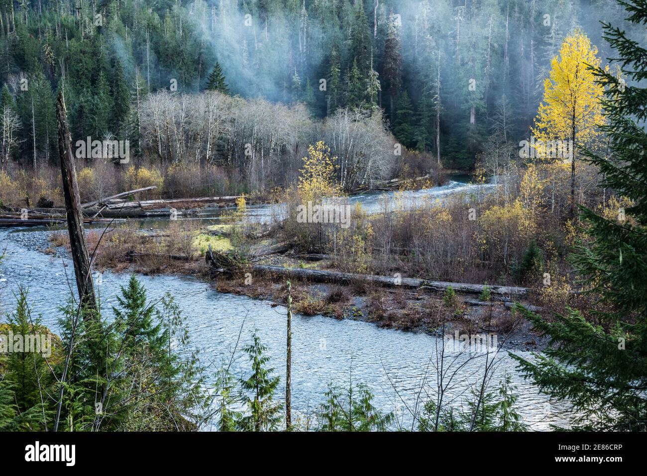 Foresta e fiume Skokomish, zona di Staircase Rapids del Parco Nazionale Olimpico, Washington, Stati Uniti. Foto Stock
