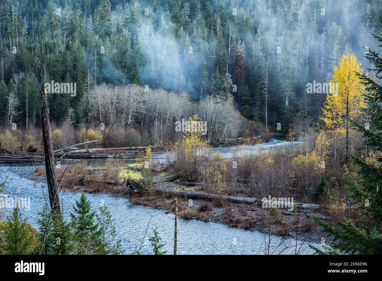 Foresta e fiume Skokomish, zona di Staircase Rapids del Parco Nazionale Olimpico, Washington, Stati Uniti. Foto Stock