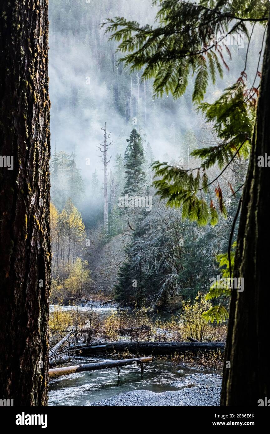 Foresta lungo il fiume Skokomish, Staircase Rapids area del Parco Nazionale Olimpico, Washington, Stati Uniti. Foto Stock
