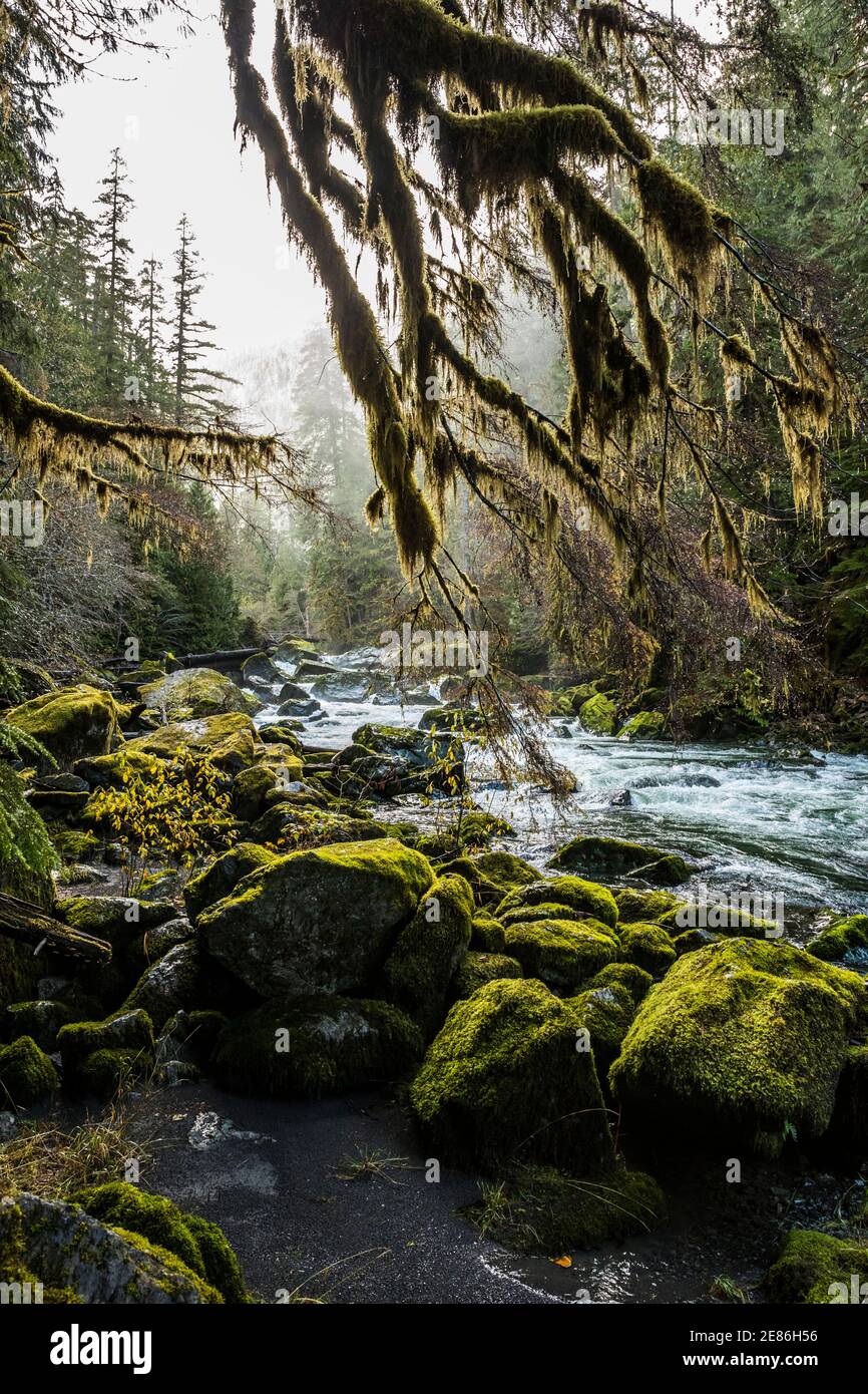 Il fiume Skokomish nell'area di Staircase Rapids del Parco Nazionale Olimpico, Washington, USA. Foto Stock