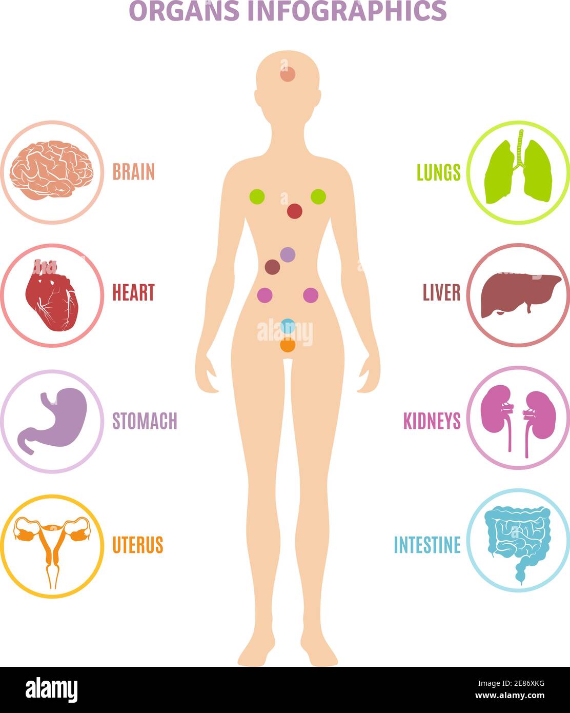 Organi interni dell'anatomia umana mostrati sulle infografiche della silhouette della persona illustrazione vettoriale piatta Illustrazione Vettoriale
