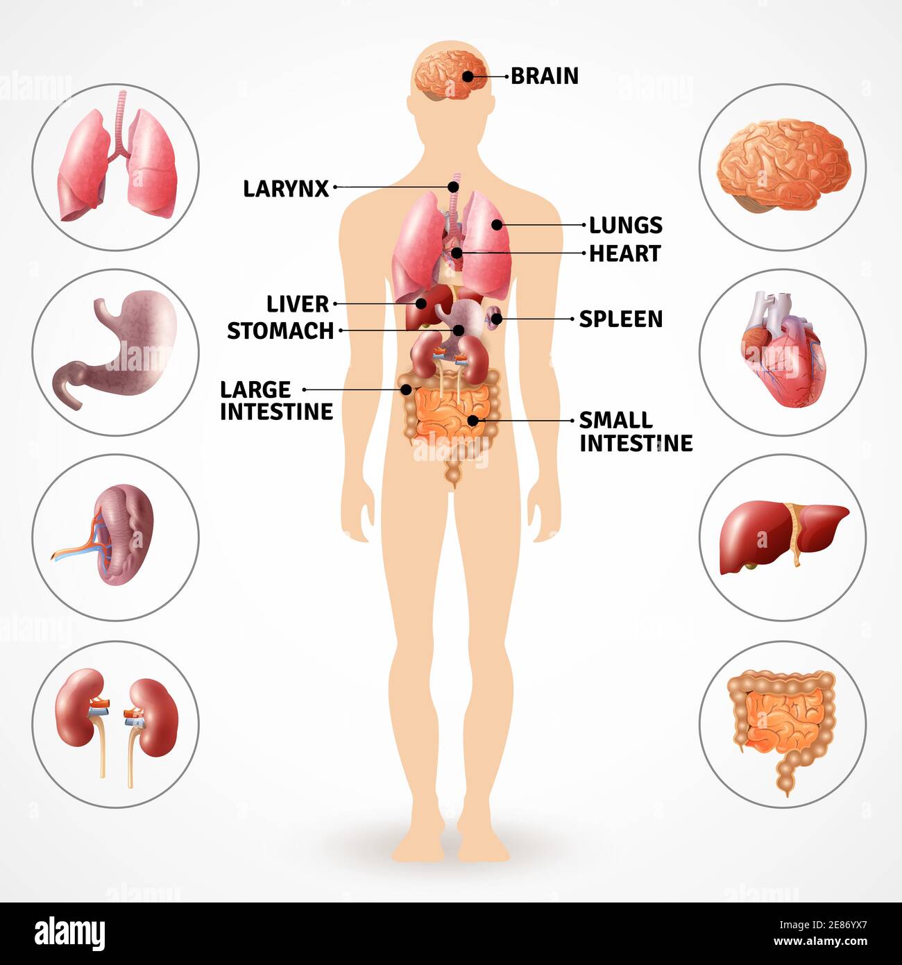 Poster medico raffigurante organi interni dell'anatomia umana su sfondo  chiaro illustrazione vettoriale piatta Immagine e Vettoriale - Alamy