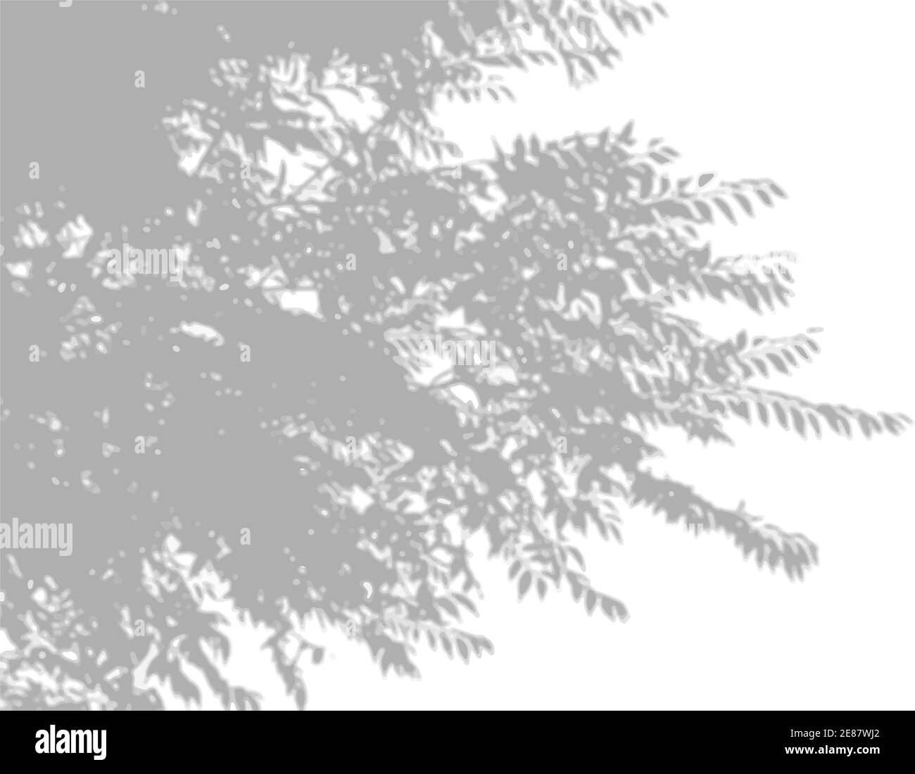 La luce naturale diffonde ombre da un ramo salice di uno sfondo bianco isolato. Effetto di sovrapposizione delle ombre Illustrazione Vettoriale