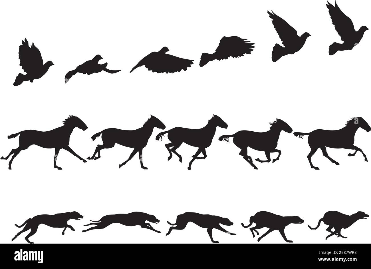 Serie di studi di movimento di colomba, cavallo e levriero Illustrazione Vettoriale