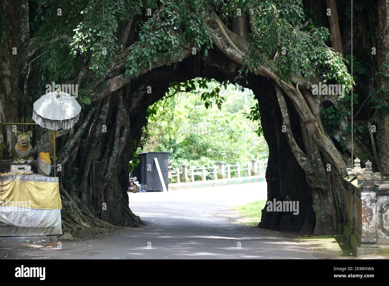 Indonesia Bali - Bunut Bolong - Old banyan albero con un tunnel stradale Foto Stock