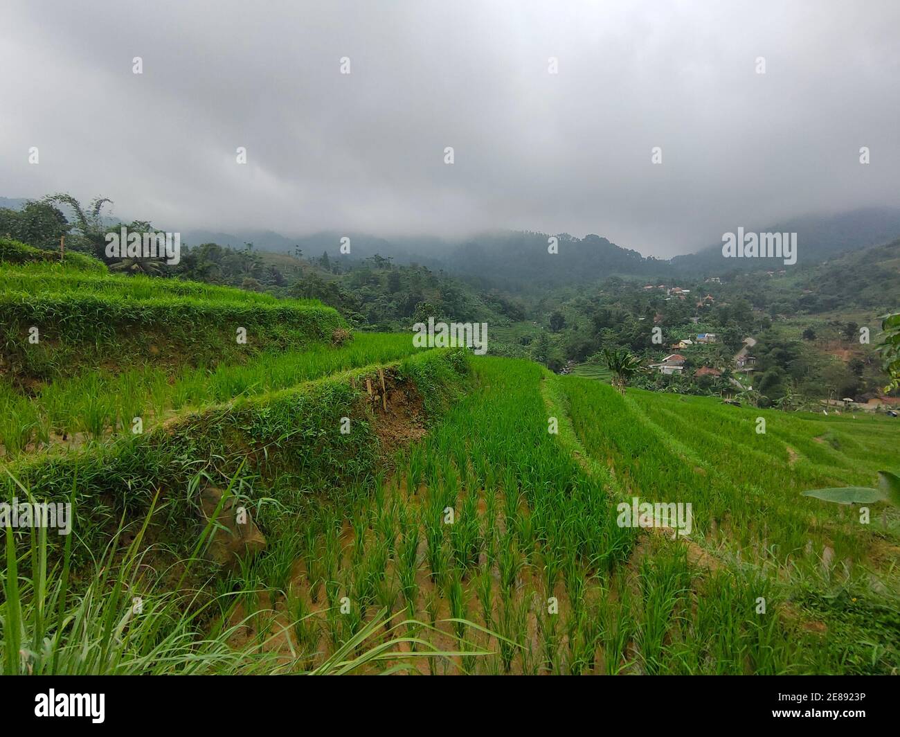 Campo verde di riso Paddy Foto Stock