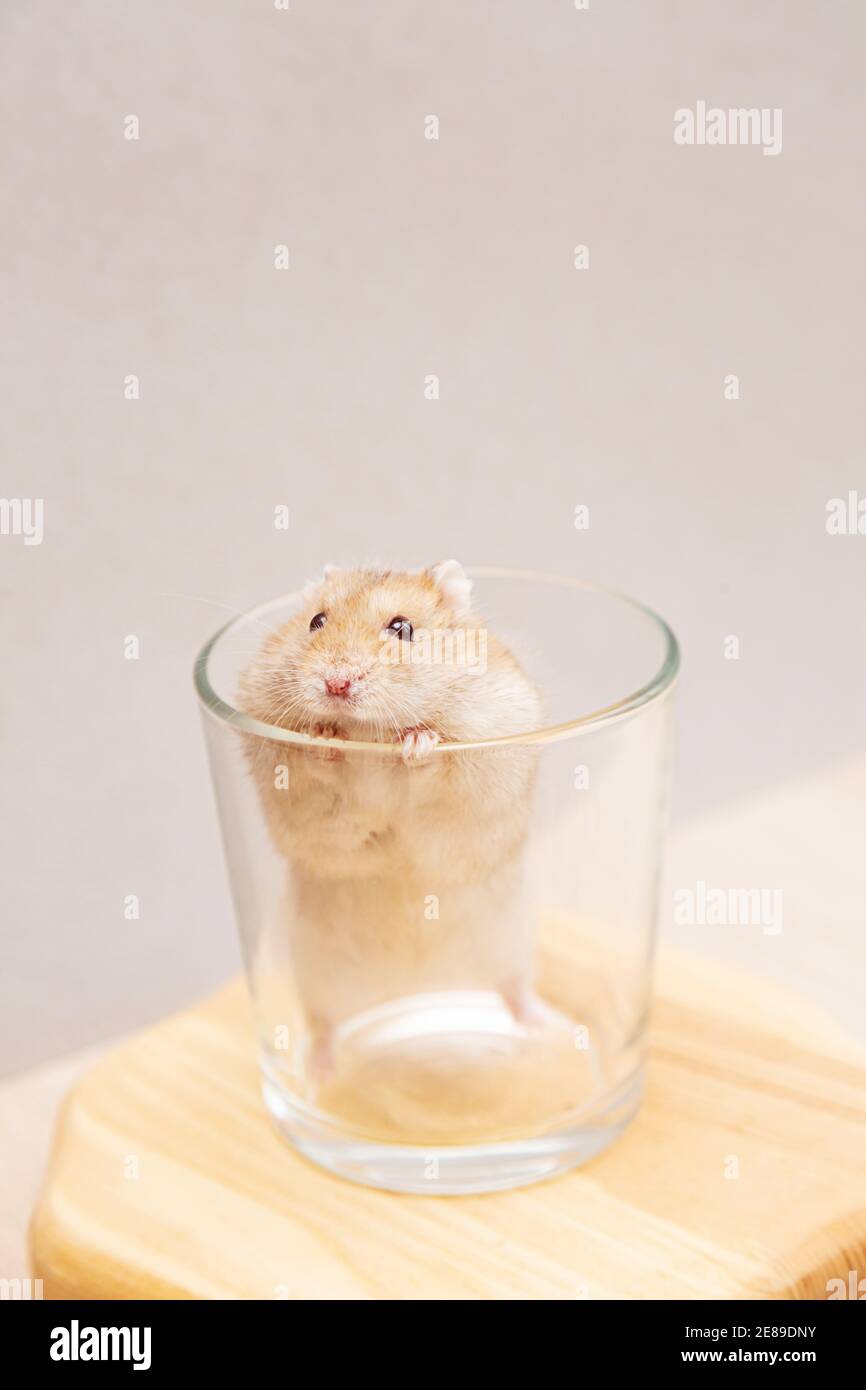 Un animale domestico, un criceto nano carino è salito in un bicchiere. Divertente criceto Dzungariano. Foto Stock