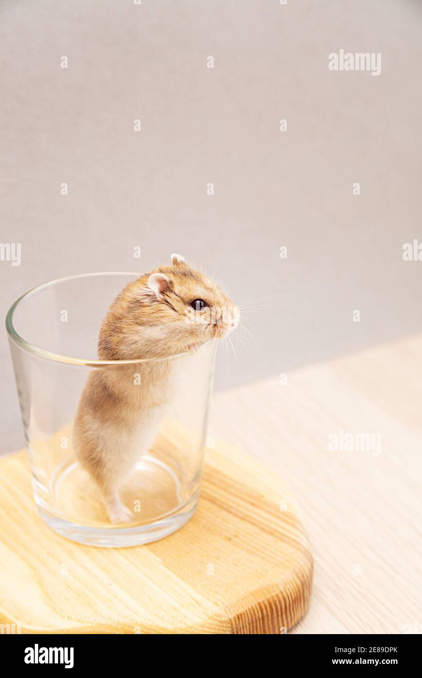Un animale domestico, un criceto nano carino è salito in un bicchiere. Divertente criceto Dzungariano. Foto Stock