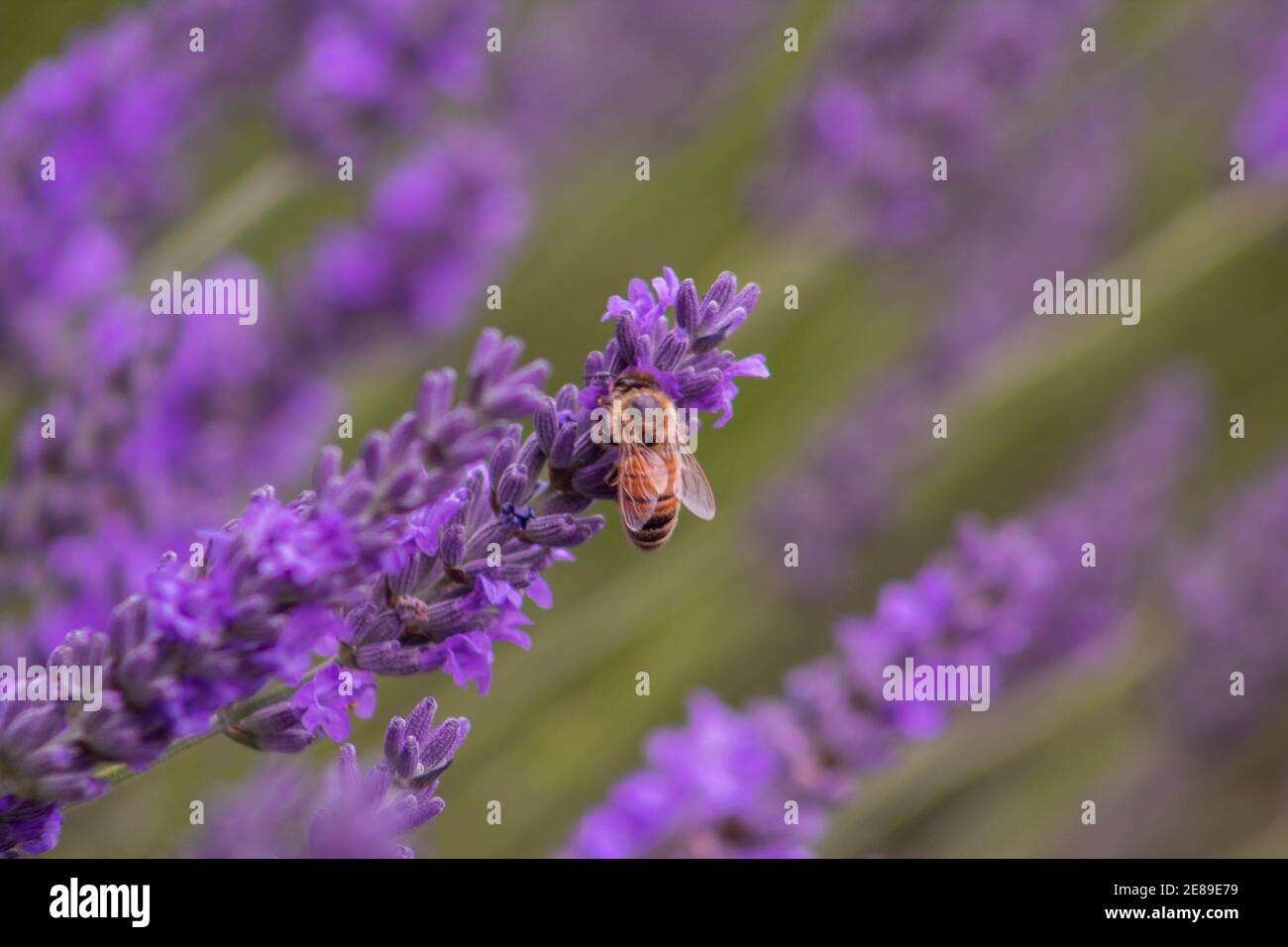Lavanda di lavoro delle api Foto Stock