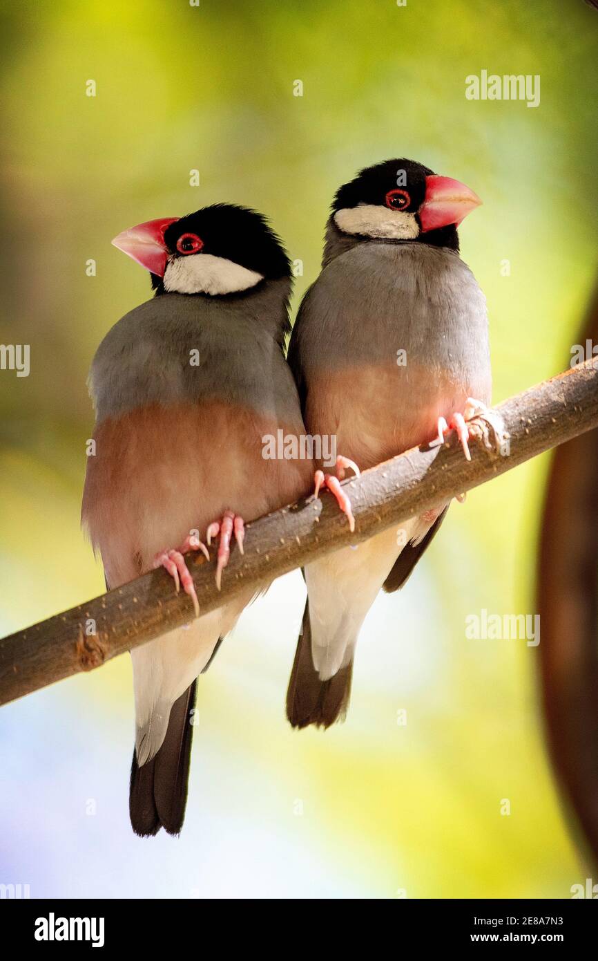 Una coppia di sparrows di Java (Padda oryzivora), anche conosciuto come finch di Java, passero di riso di Java o uccello di riso di Java in Lahaina, Maui, Hawaii Foto Stock