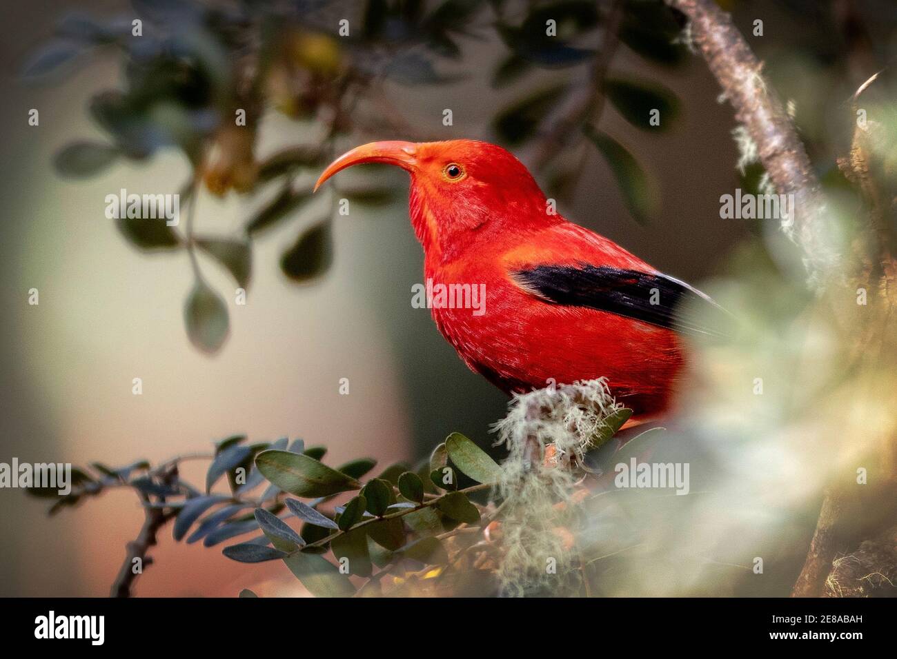 Un ʻiʻiwi (Drepanis coccinea) o Scarlet Honeysuperriduttore a Hoscher Grove, Haleakala National Park, Kula, Maui, Hawaii. *vulnerabile Foto Stock