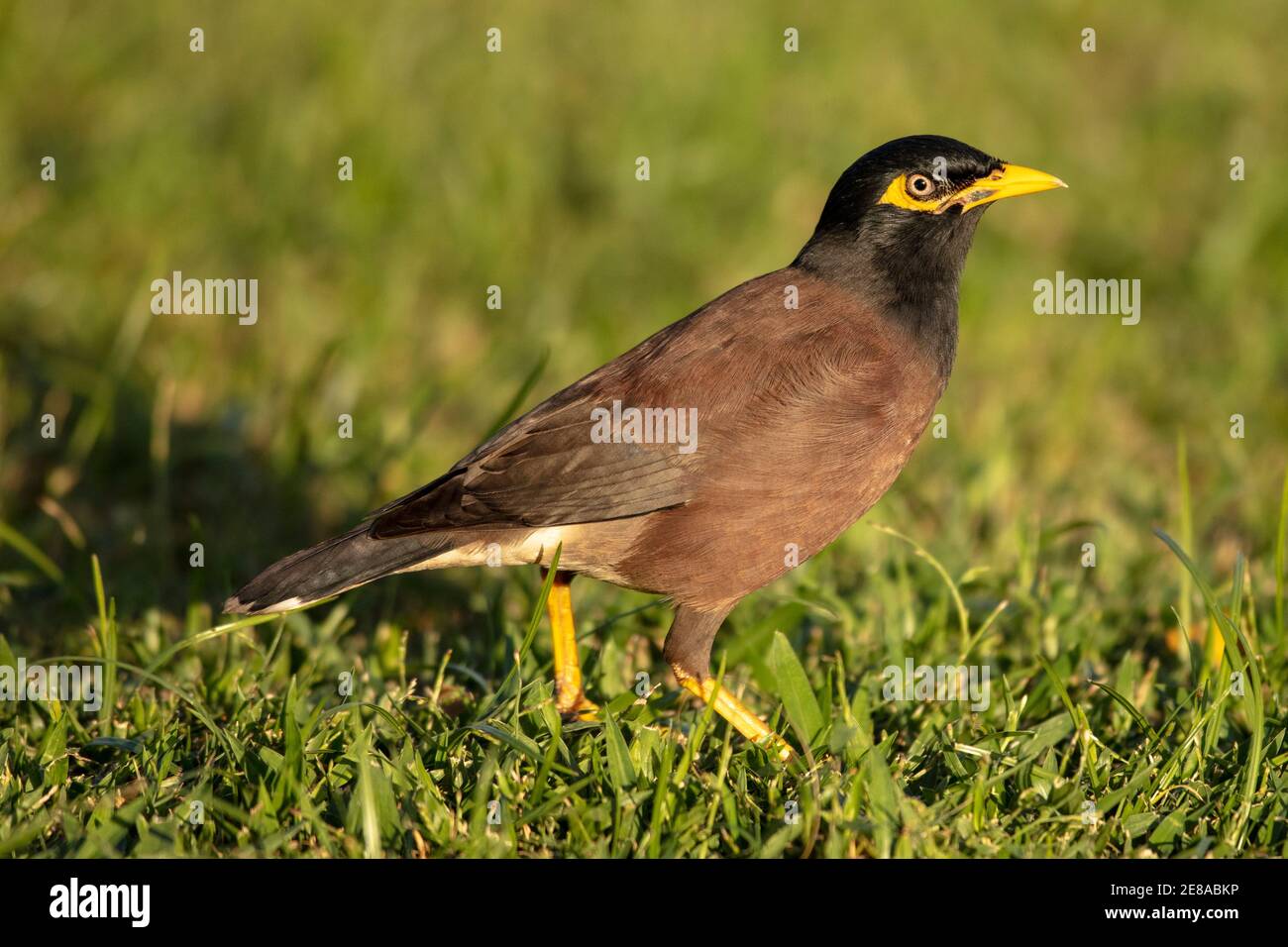 myna comune o myna indiana (Acridotheres tristis) uccello a Maui, Hawaii Foto Stock