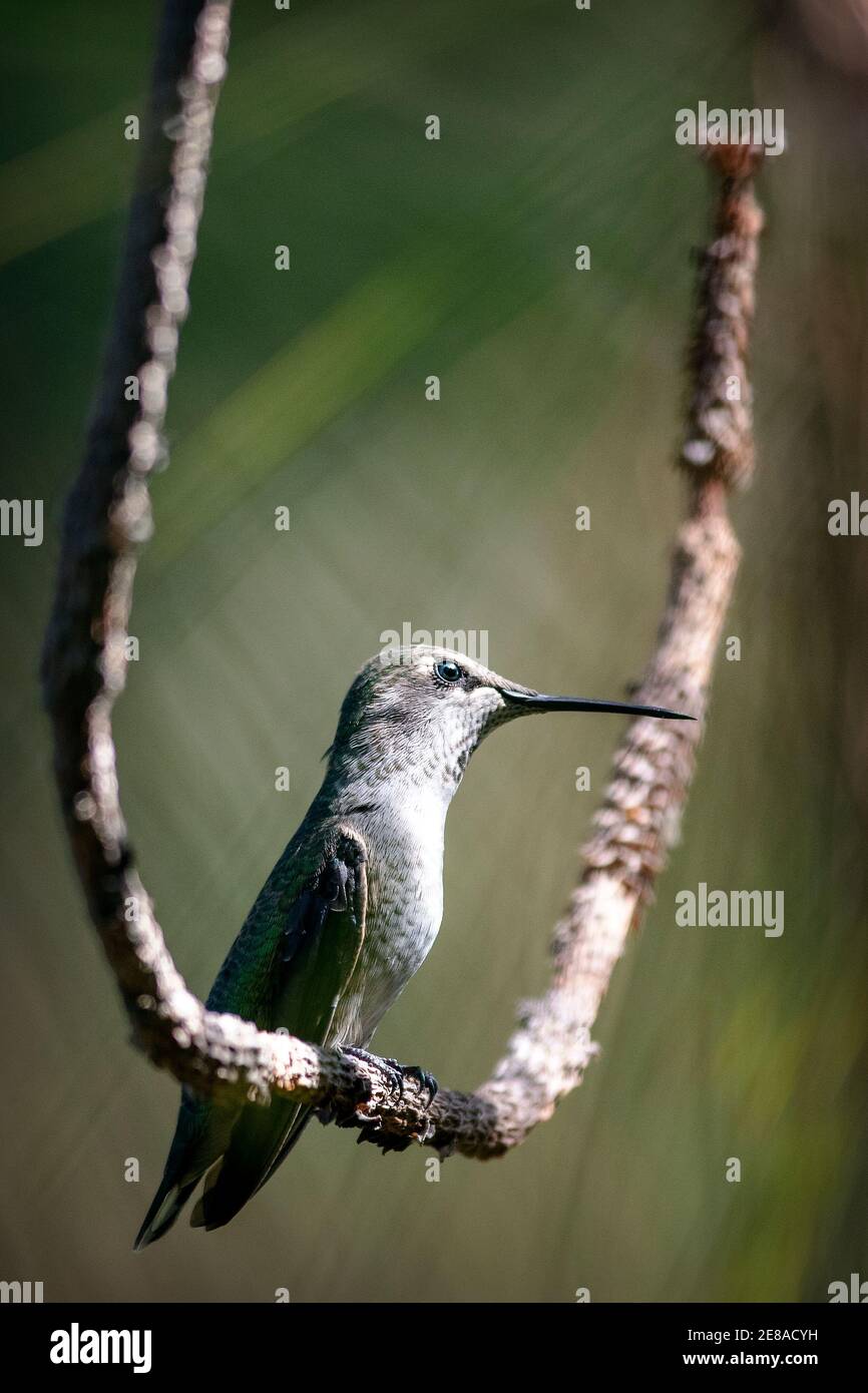 Il colibrì di Anna (Calypte anna) a Palo alto, California Foto Stock