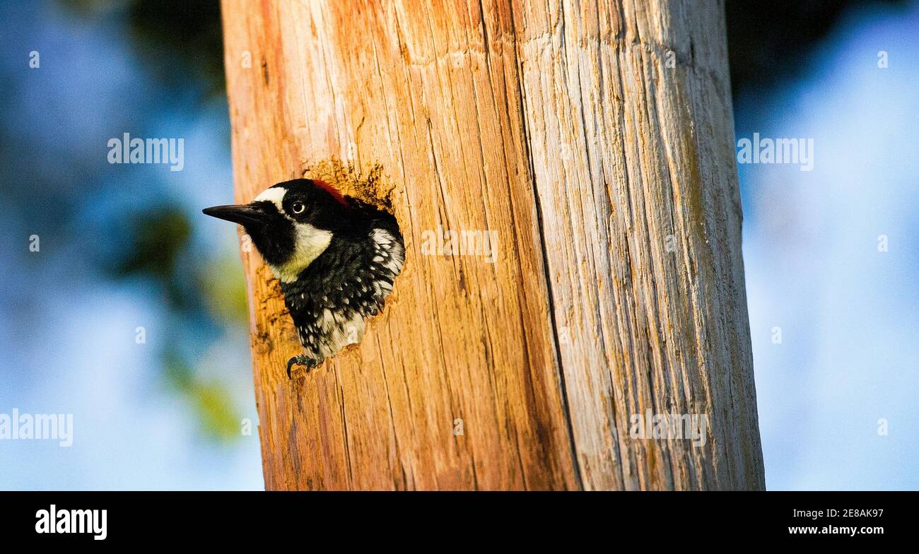 Un Acorn Woodpecker (Melanerpes formicivorus) in un palo telefonico ad Atherton in California Foto Stock Un Acorn Woodpecker (Melanerpes formicivorus) in un palo telefonico ad Atherton in California Foto Stock