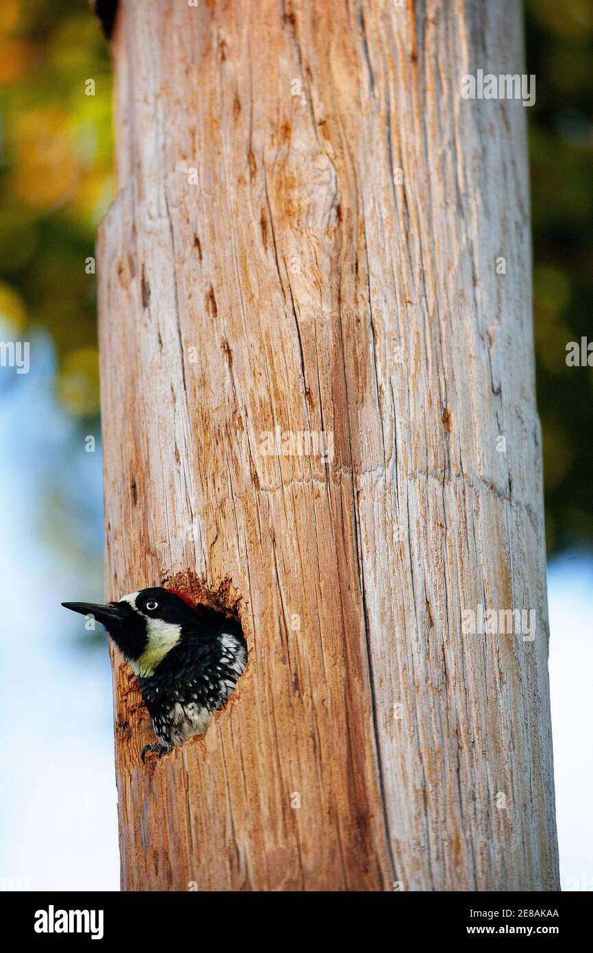 Un Acorn Woodpecker (Melanerpes formicivorus) in un palo telefonico ad Atherton in California Foto Stock Un Acorn Woodpecker (Melanerpes formicivorus) in un palo telefonico ad Atherton in California Foto Stock
