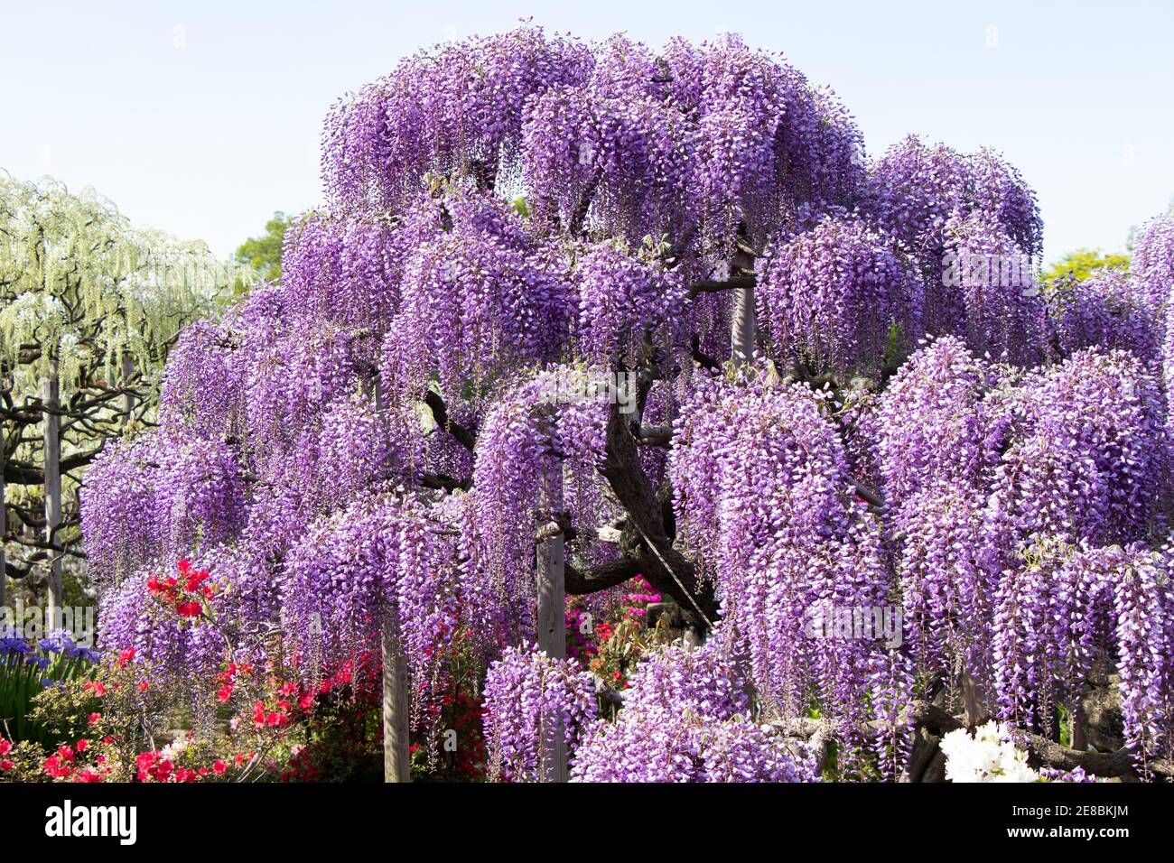 29 aprile 2019 Ashikaga, Giappone : fioritura di un albero di Wisteria di colore viola al parco di Ashikaga, Tochigi perfecture, Giappone Foto Stock