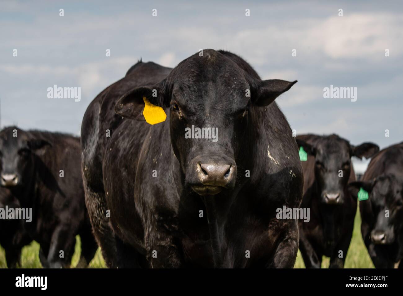 Angus bull in piedi in primo piano con Angus giovenche in piedi dietro di lui al di fuori della messa a fuoco. Foto Stock