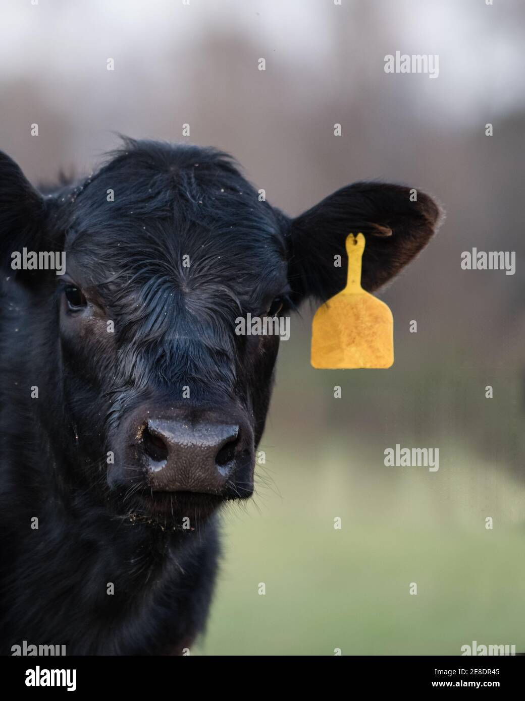 Close up di Black Angus vitello a sinistra con fuori fuoco sfondo in tenui colori pastello. Foto Stock
