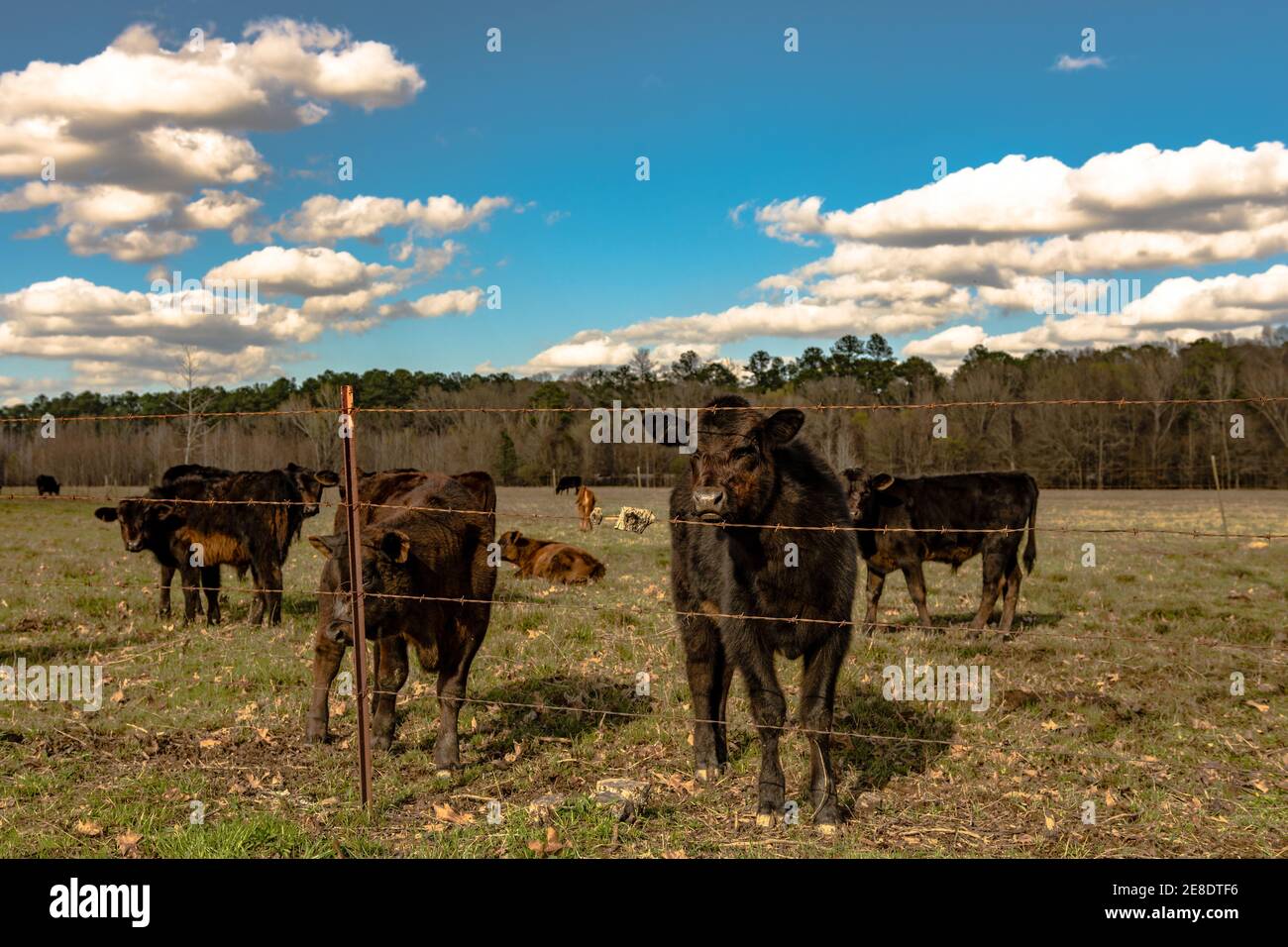 Black Angus polpaccio incrociato guardando la fotocamera con l'altro vitelli nello stesso pascolo primaverile Foto Stock