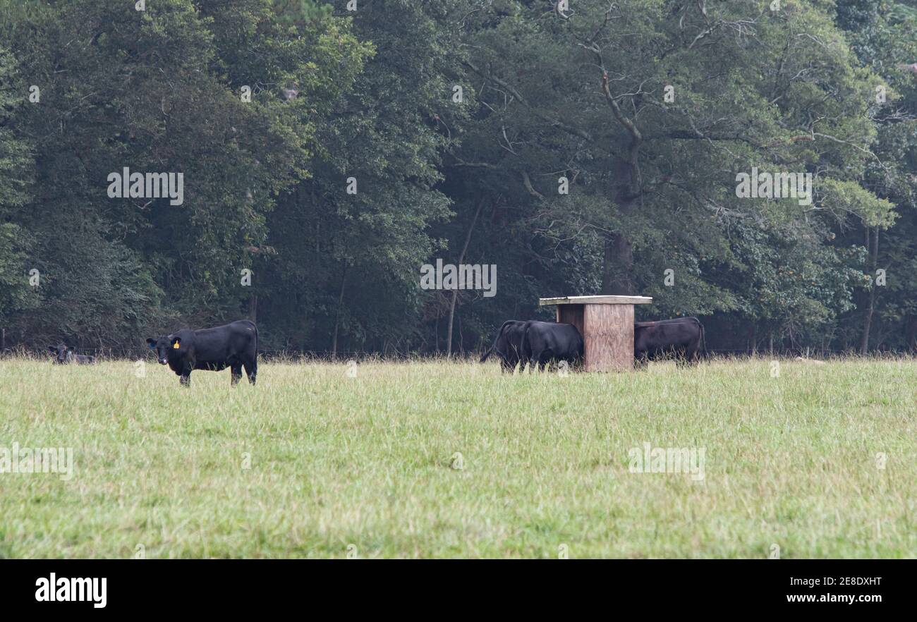 Bestiame bovino Angus in un pascolo estivo con le loro teste in un alimentatore minerale di legno in un pascolo meridionale. Foto Stock