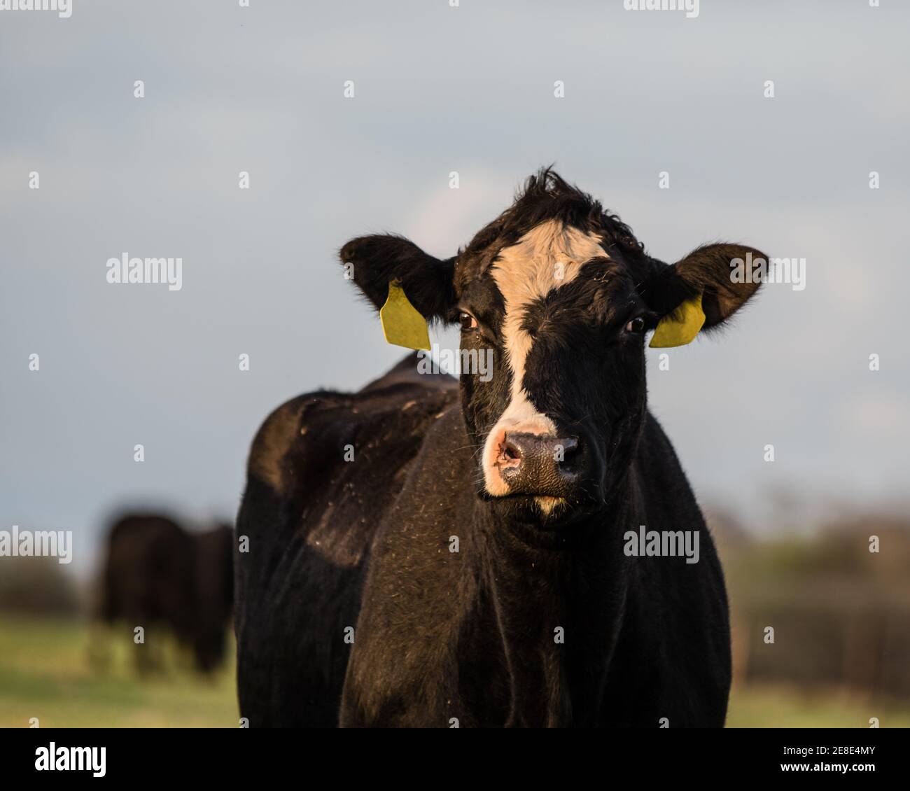 Vacca angus crossbred con le etichette gialle dell'orecchio dal petto up guarda la fotocamera con altre vacche fuori fuoco lo sfondo Foto Stock