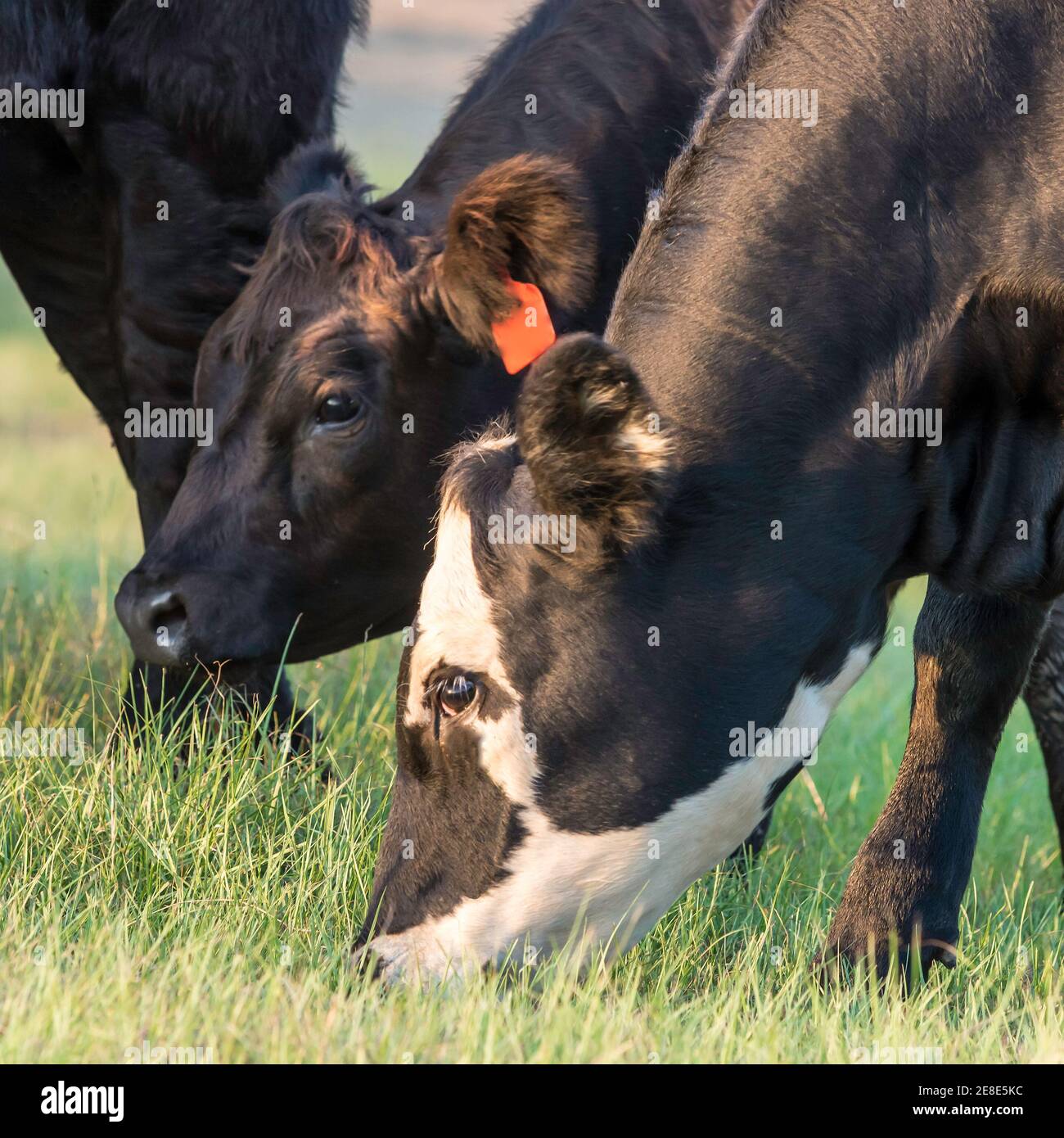 Testa e collo di due giovenche angus incrociate che pascolano Foto Stock