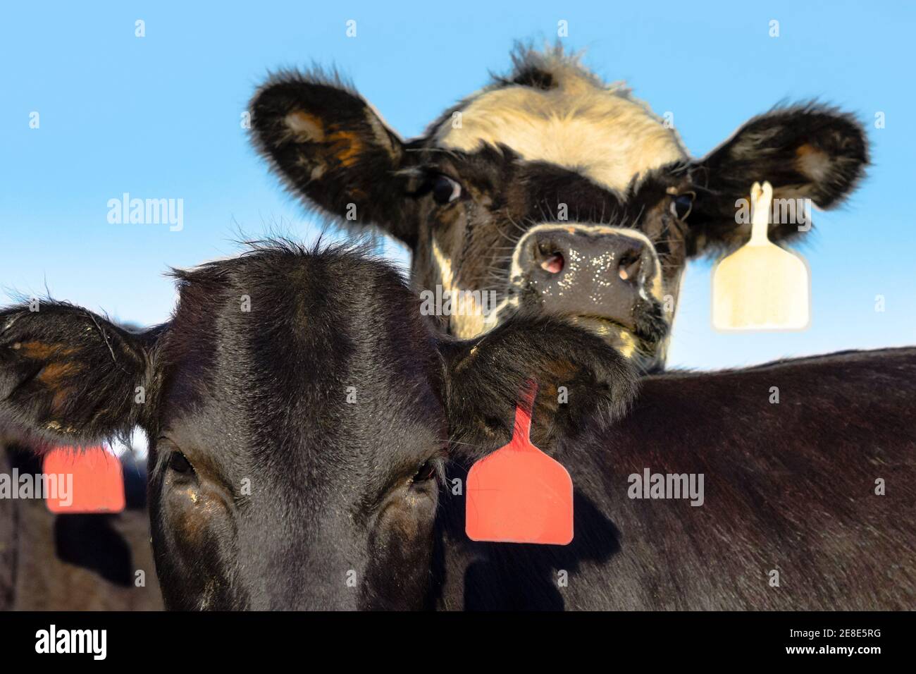 Angus visi di giovenca incrociati con sfondo blu cielo Foto Stock