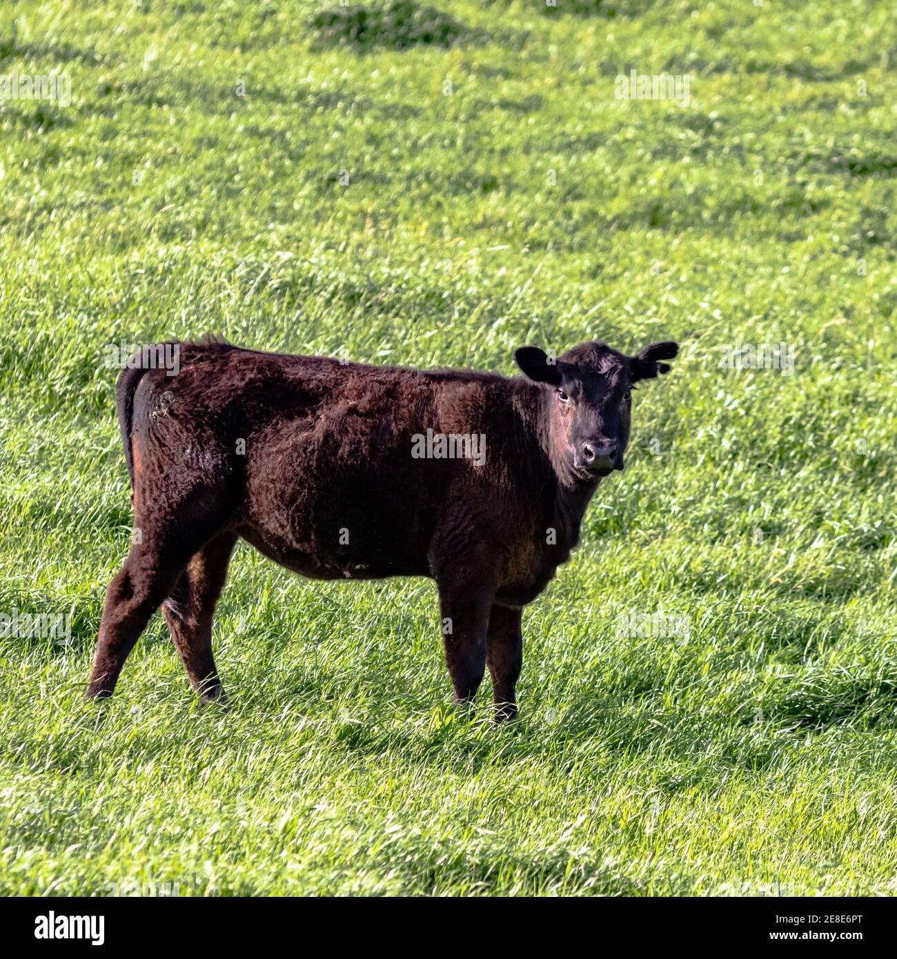 Giovenca di Angus in lussureggiante pascolo verde in formato quadrato Foto Stock