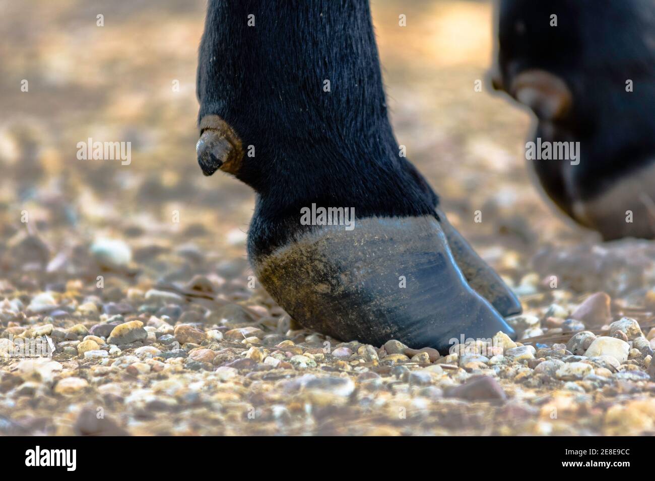 Primo piano di uno zoccolo di una mucca di Angus nera Foto Stock