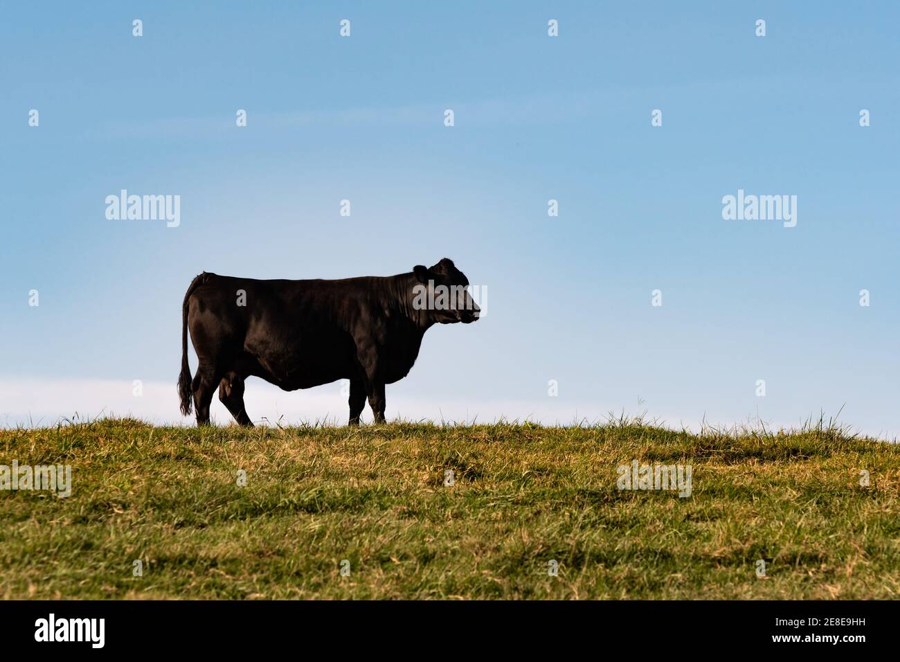 Mucca Angus in silhouette contro un cielo blu con bianco area per la copia sopra e a destra Foto Stock